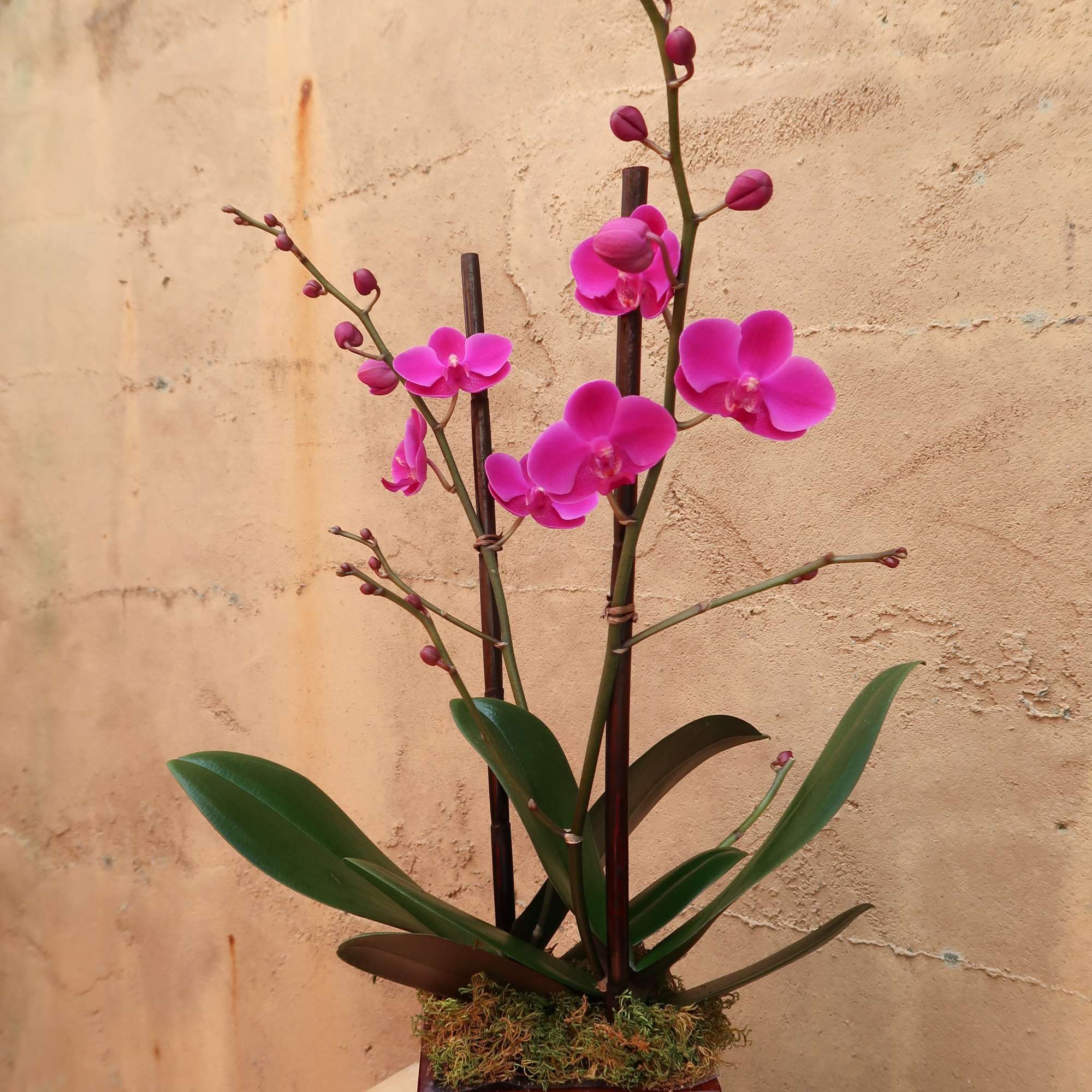 Pure elegance. That's what these divine mini phaleanopsis orchids deliver.  They're, photo 3 of 5