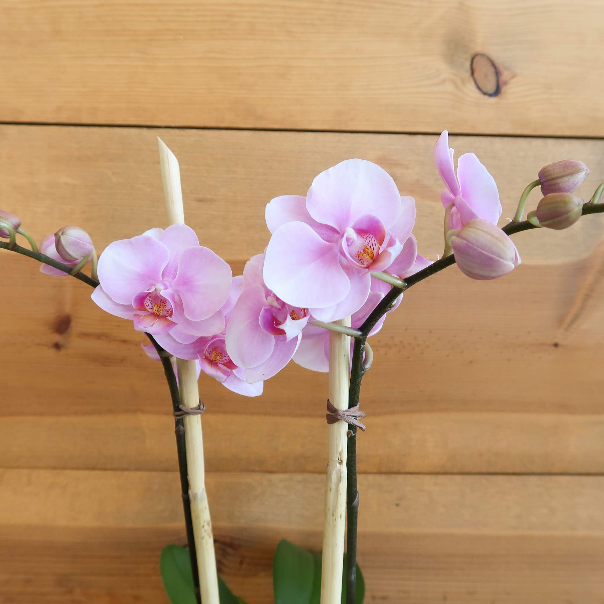 Pure elegance. That's what these divine mini phaleanopsis orchids deliver.  They're, photo 4 of 5