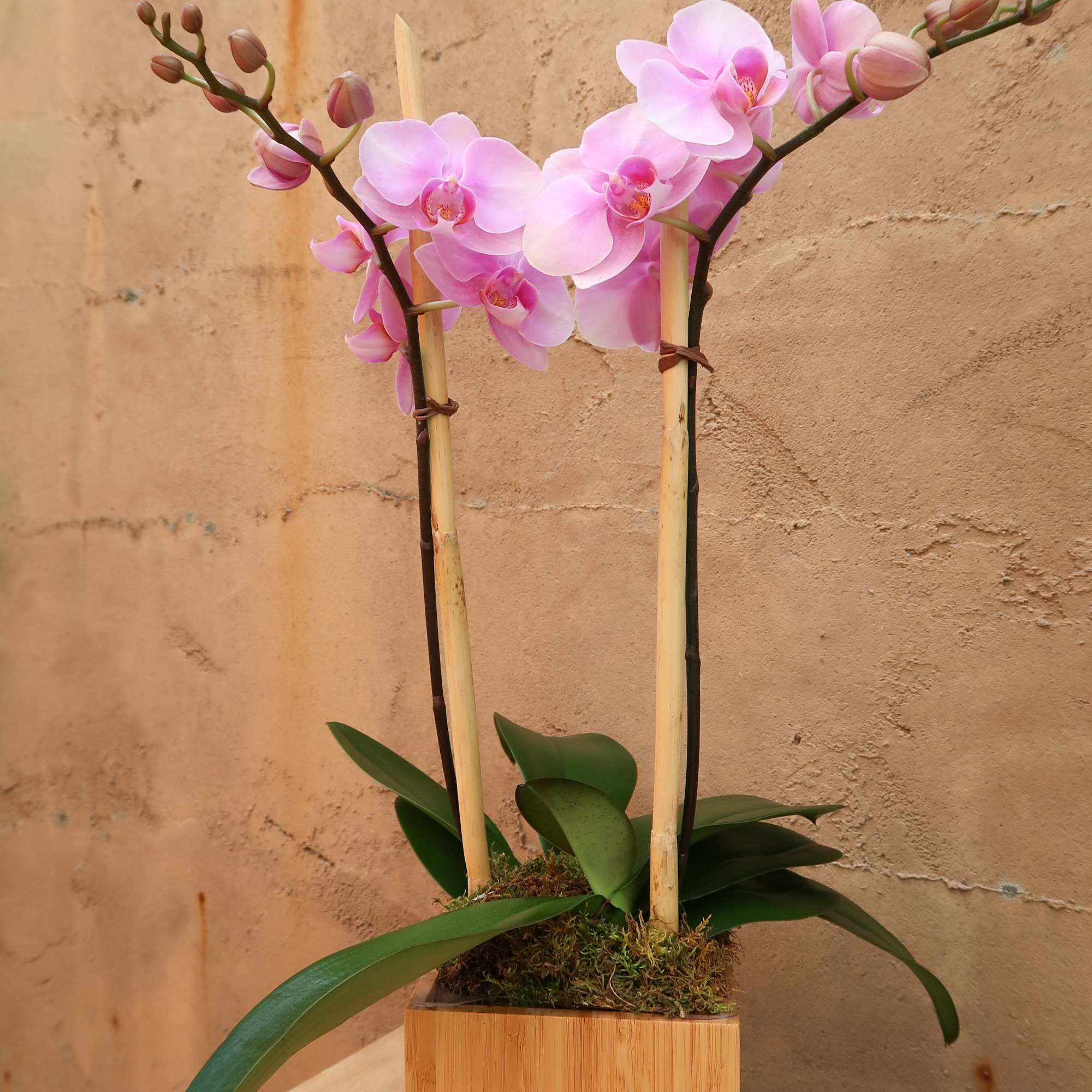 Pure elegance. That's what these divine mini phaleanopsis orchids deliver.  They're, photo 5 of 5