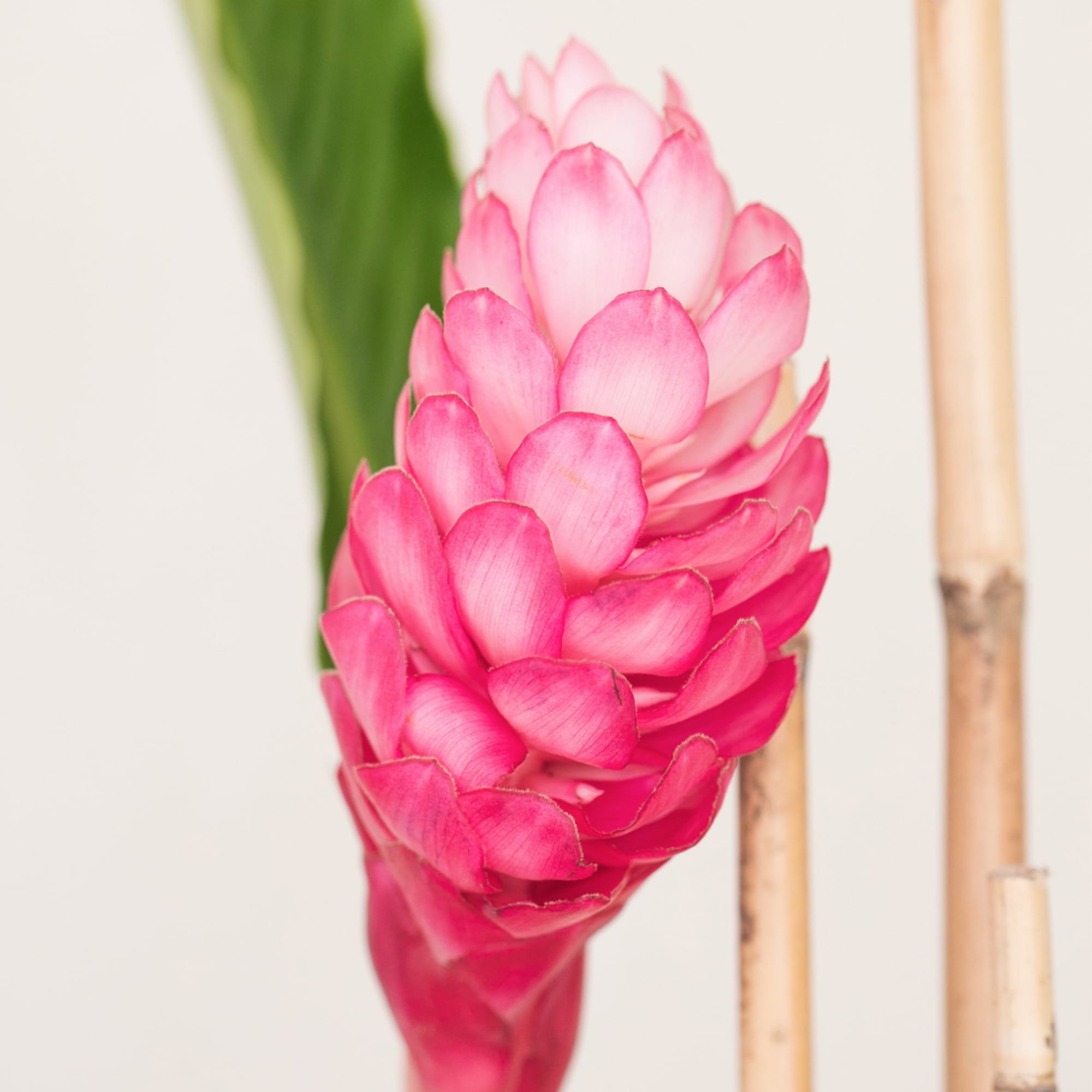 Close-up of a single pink tropical flower with bamboo sticks on a light background