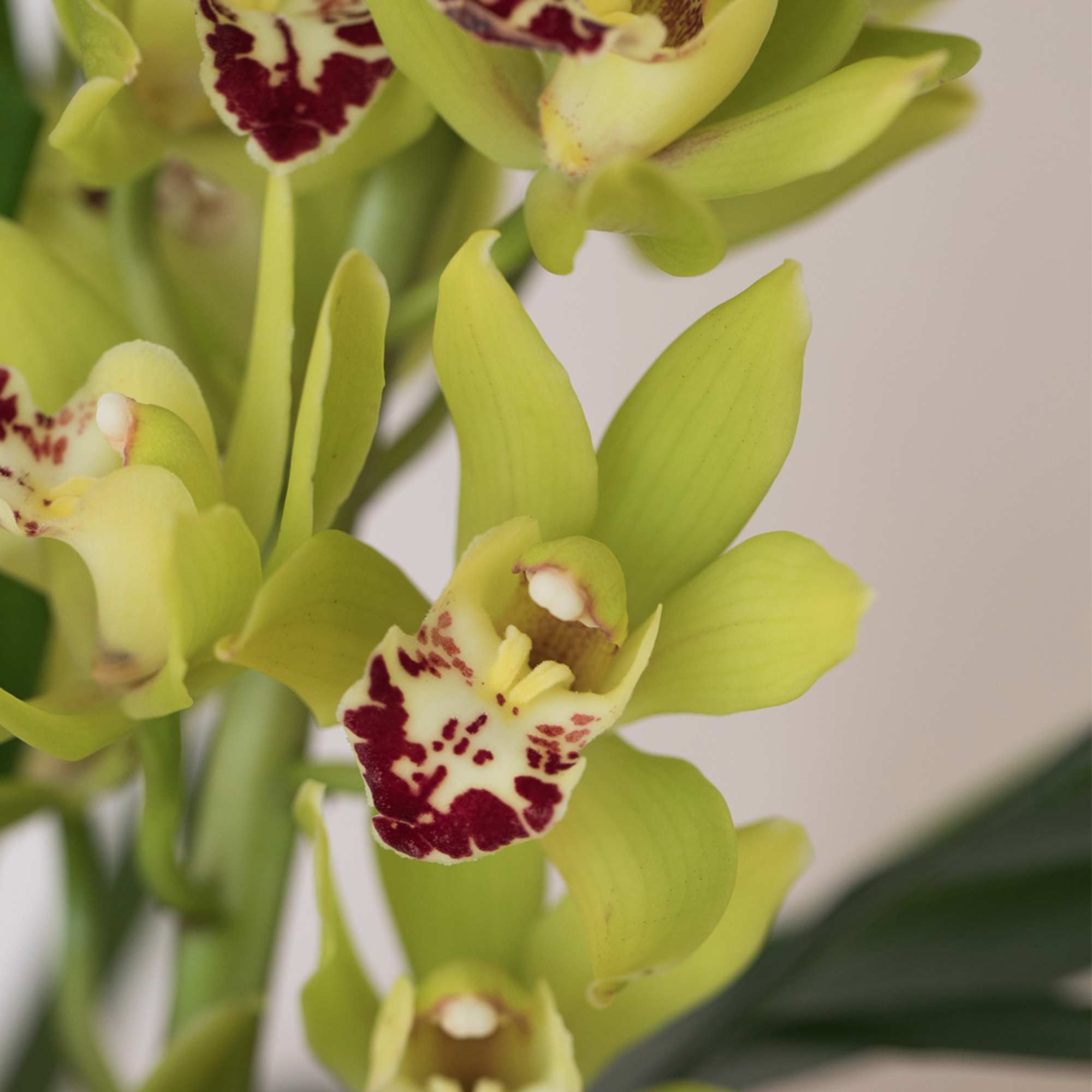 Close-up of yellow-green orchids with burgundy speckled centers