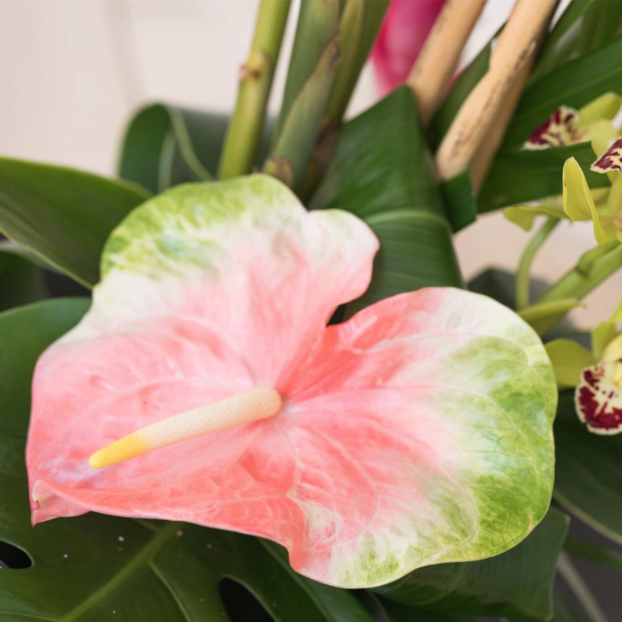 Close-up of a pink and green anthurium flower with yellow spadix among tropical foliage.