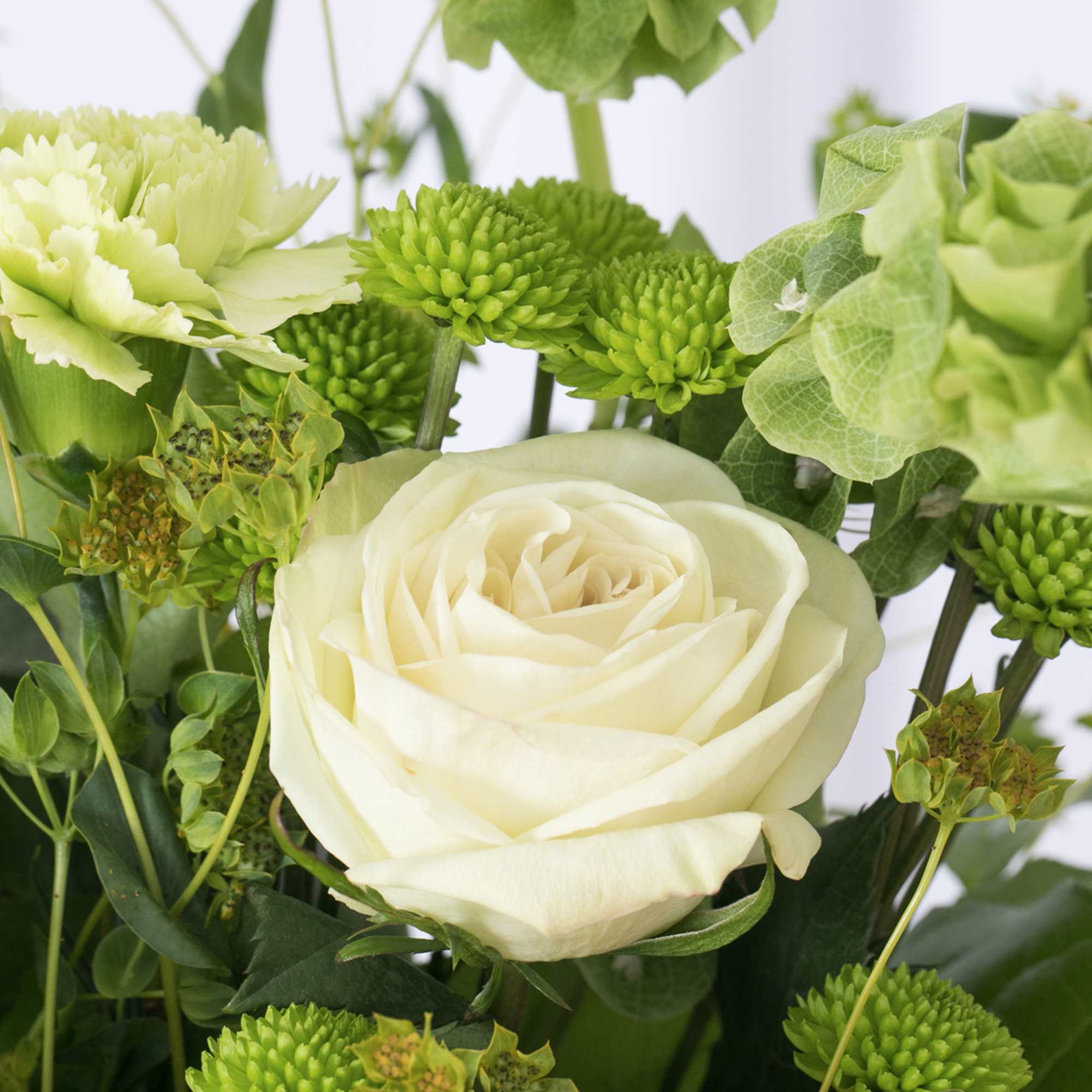 Close-up of a white rose with pale green carnations and green button mums in a fresh arrangement