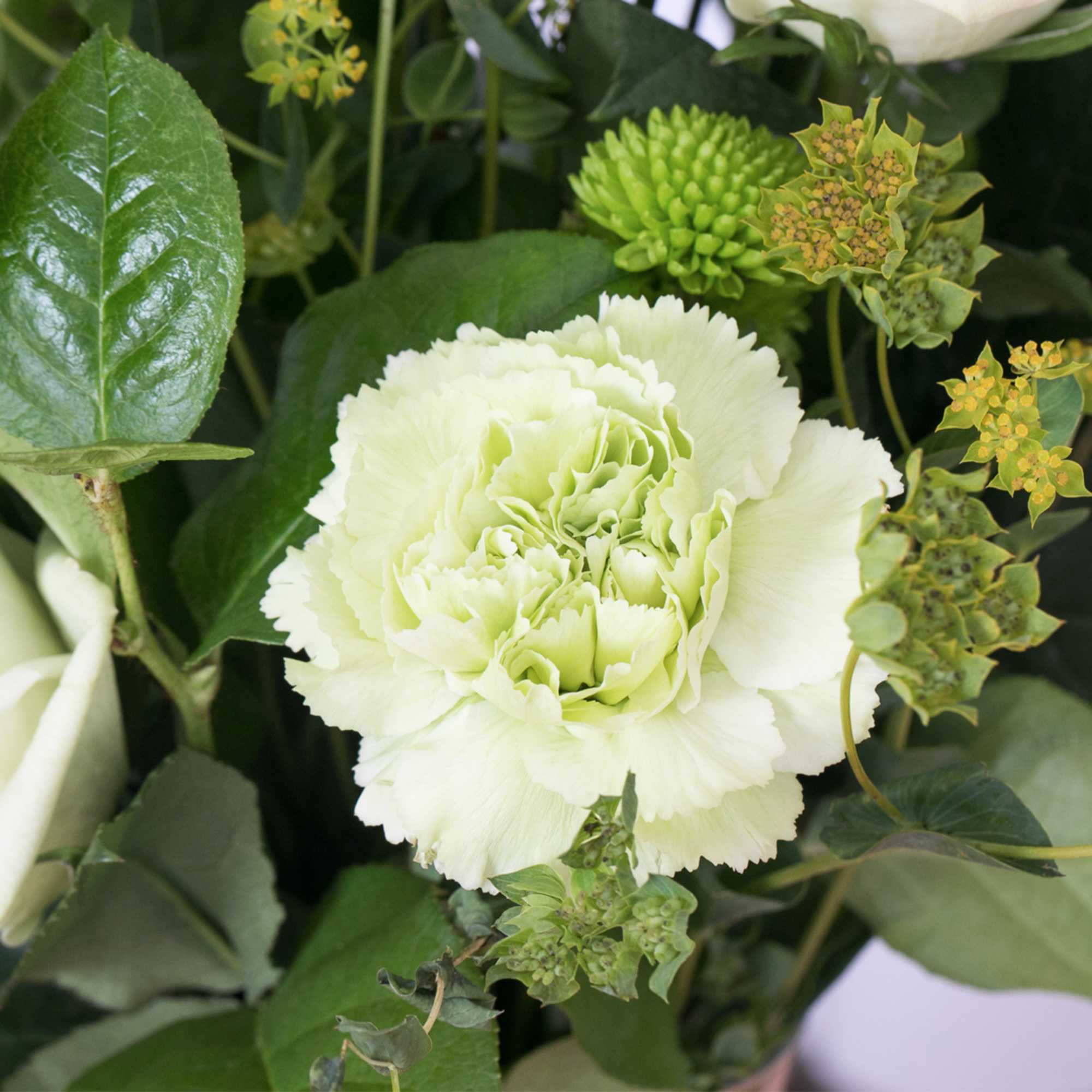 Close-up of a pale green carnation with small green accent blooms