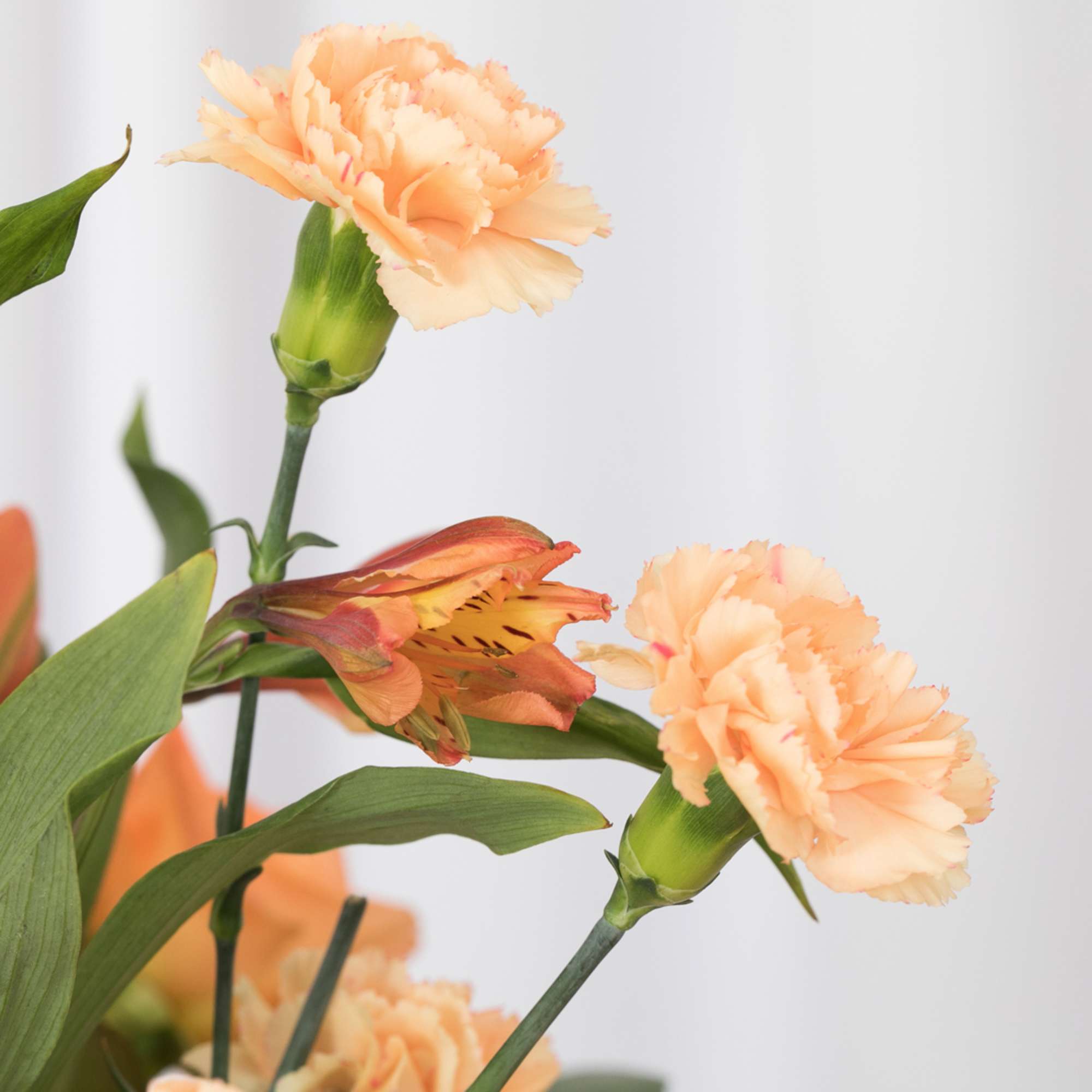 Close-up of peach carnations and an orange-yellow alstroemeria bloom against a light background