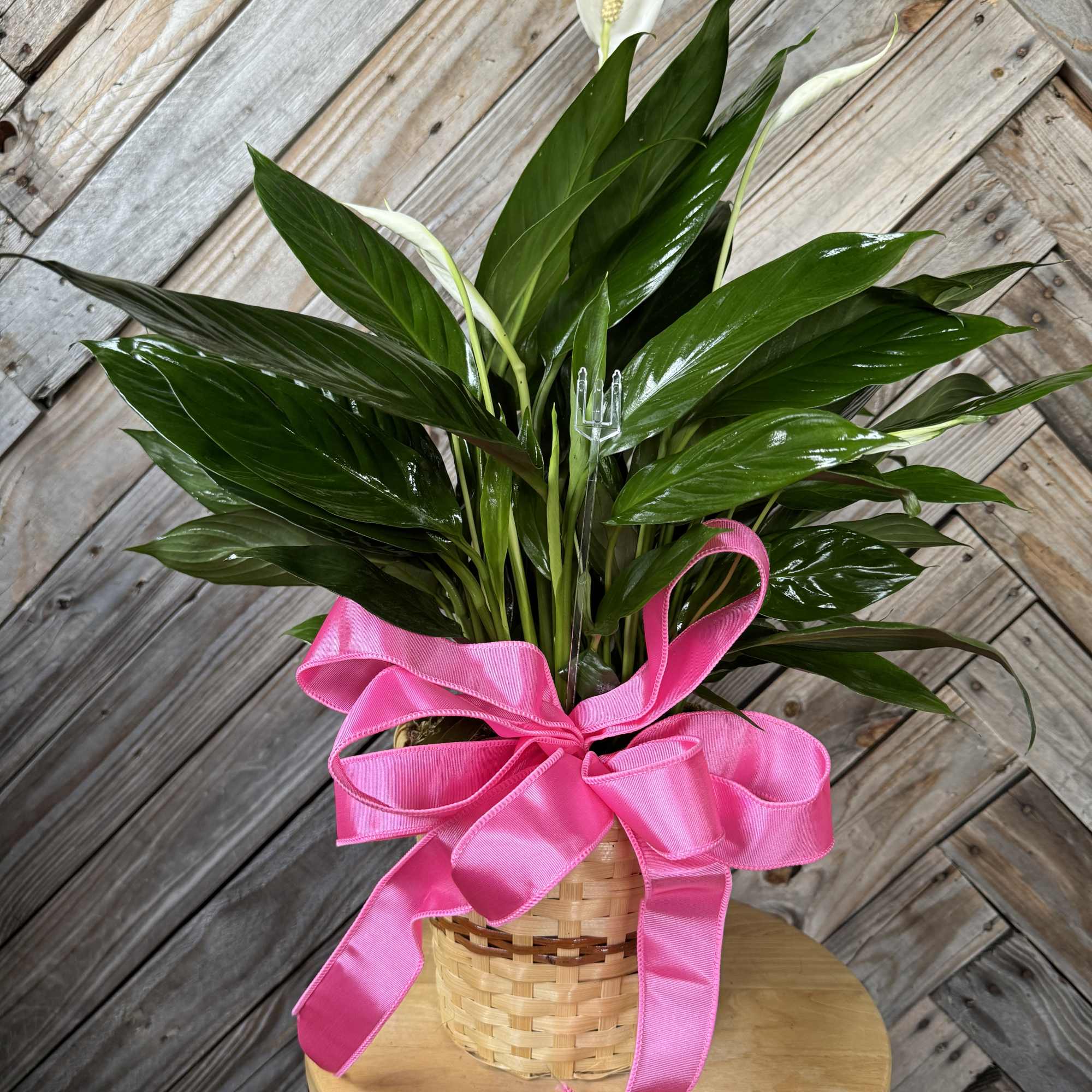 Potted peace lily in a woven basket with a bright pink bow
