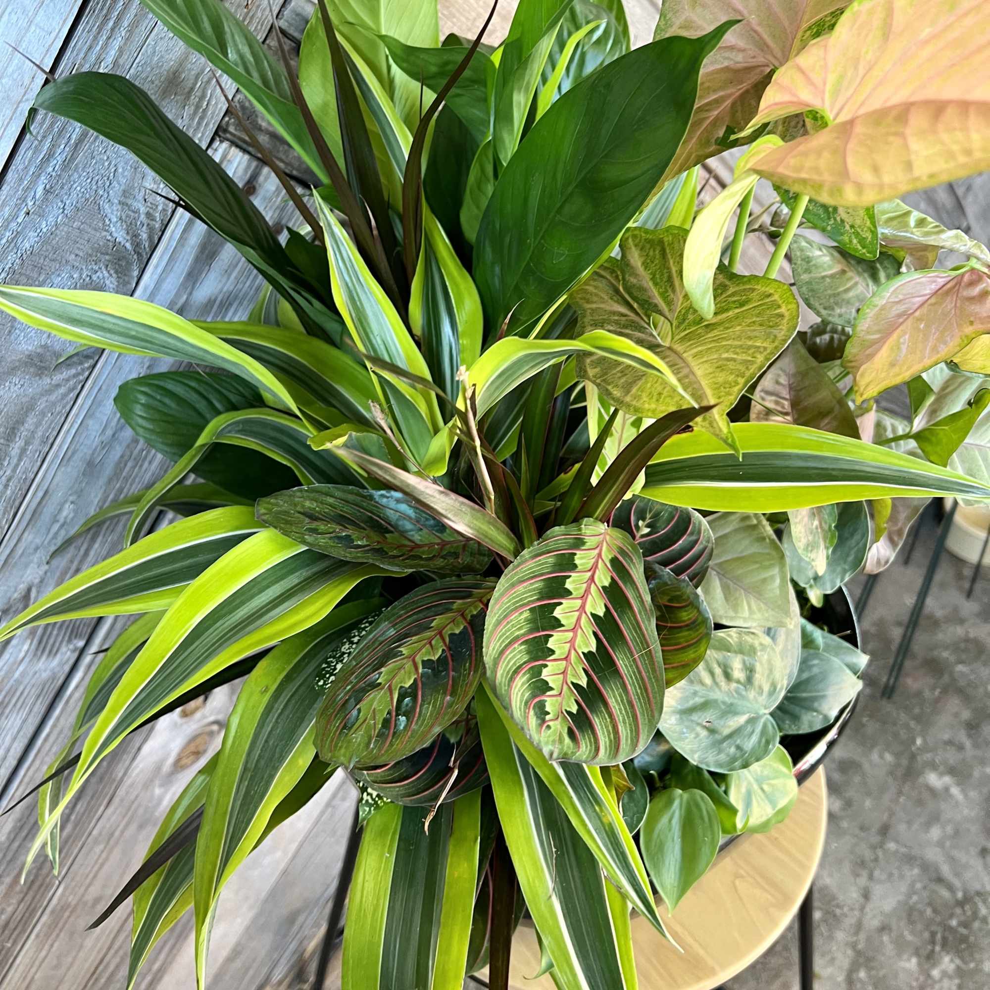 Mixed tropical foliage plant arrangement in a container