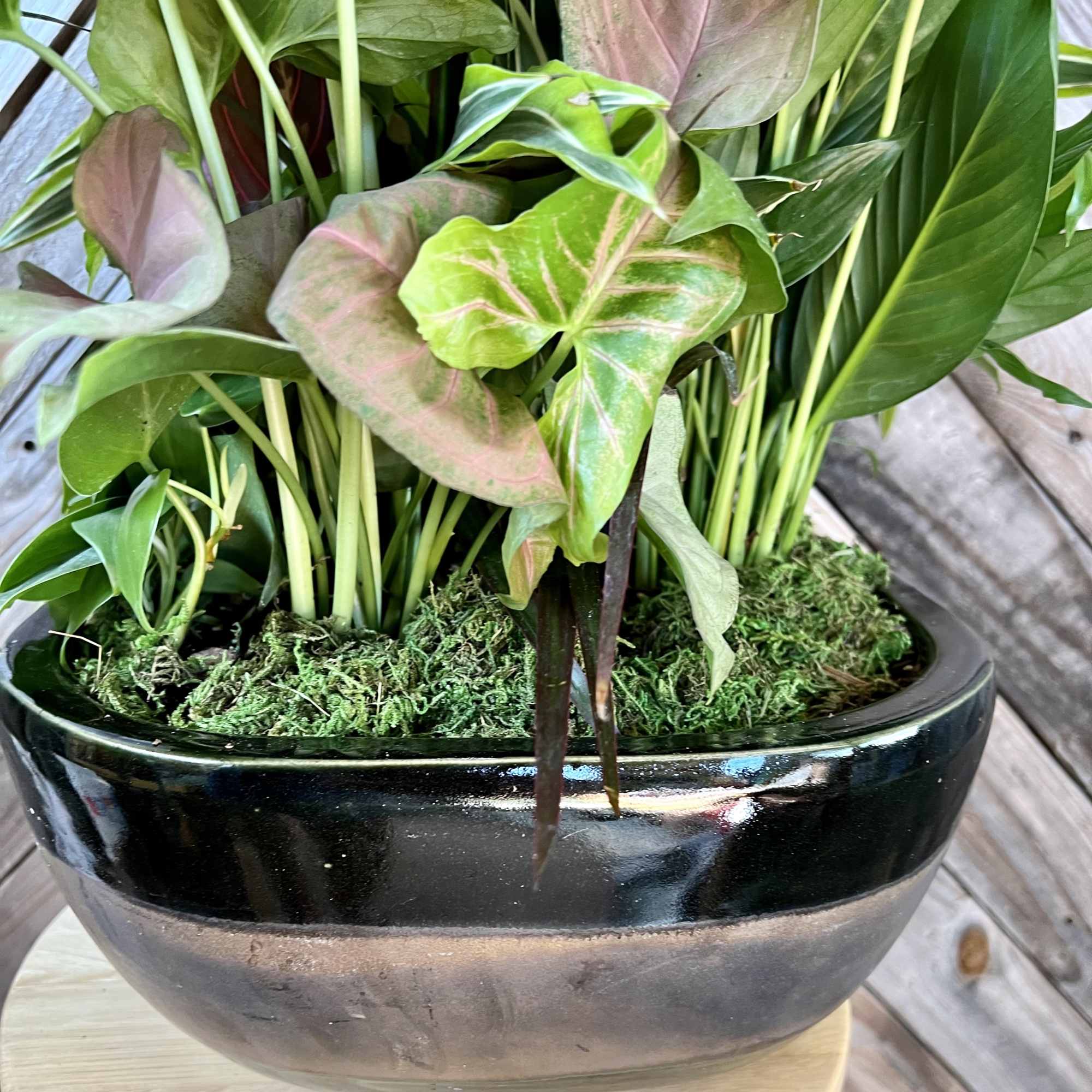 Potted tropical plant arrangement in a glossy black bowl