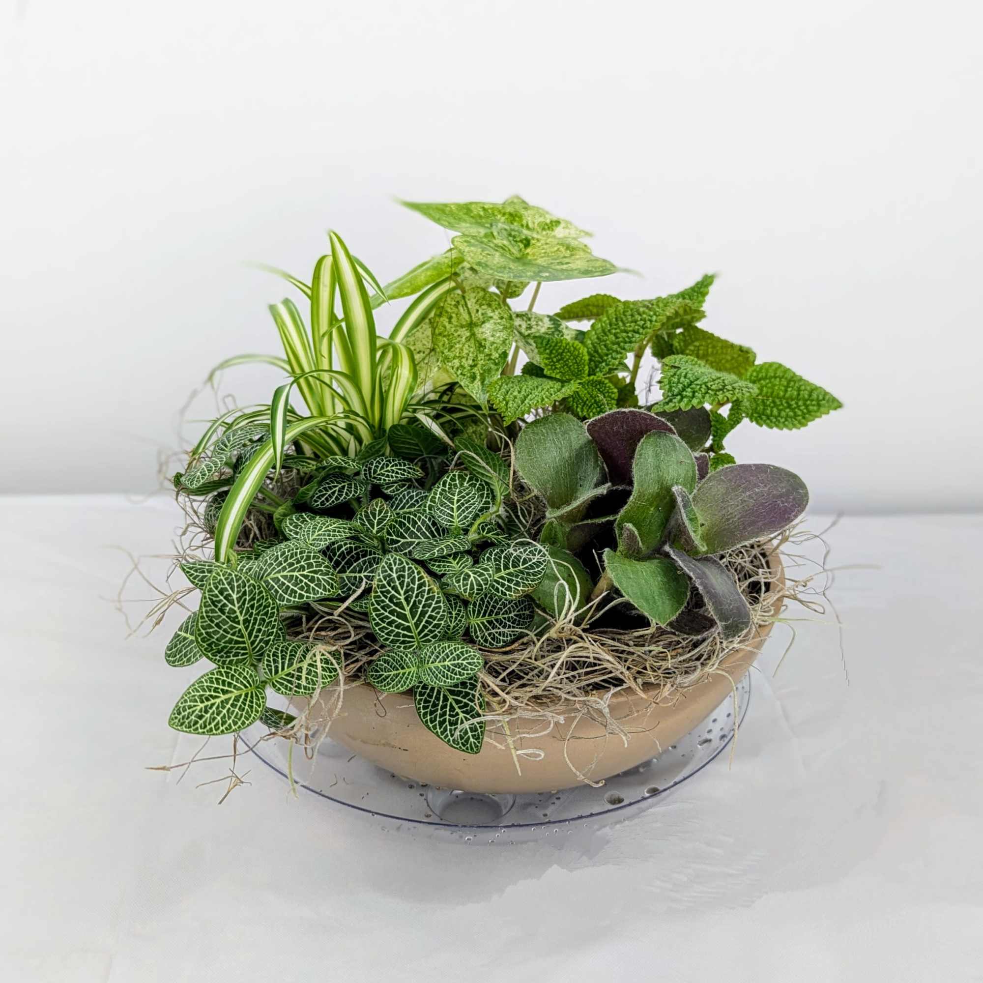 Mixed potted houseplants in a shallow beige bowl