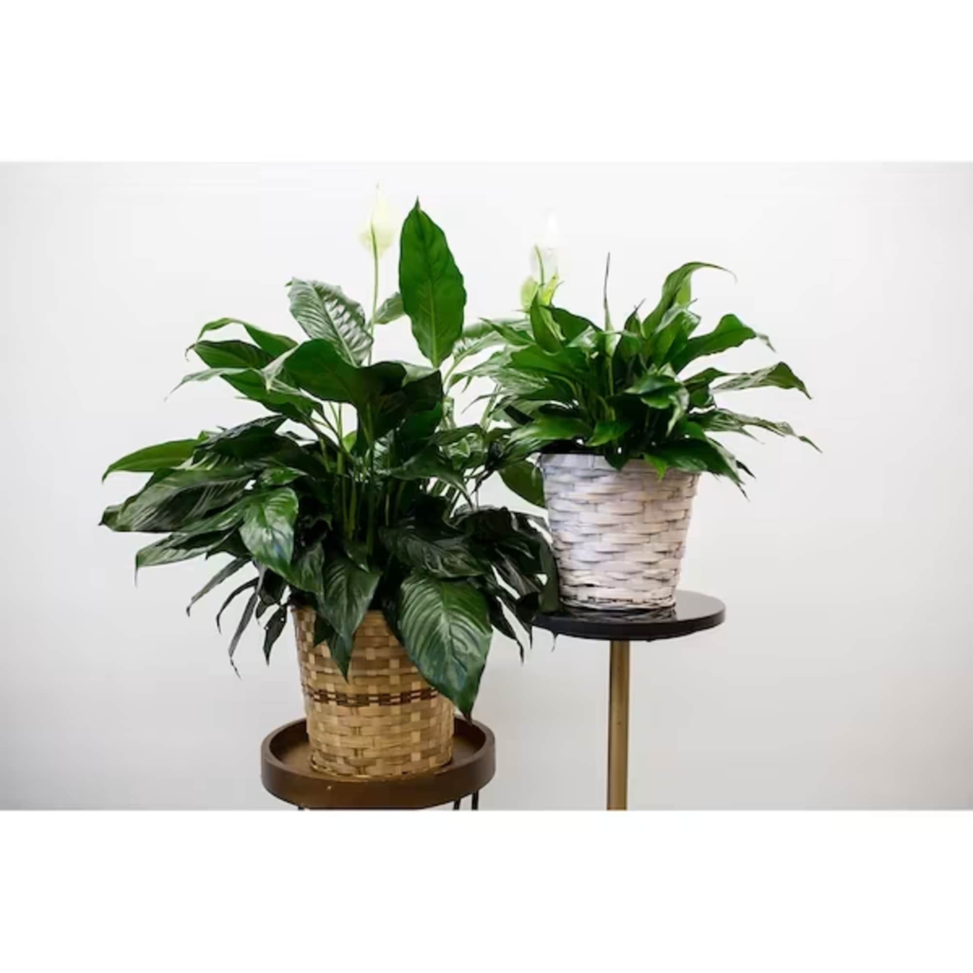 Two potted peace lilies in woven baskets on stands