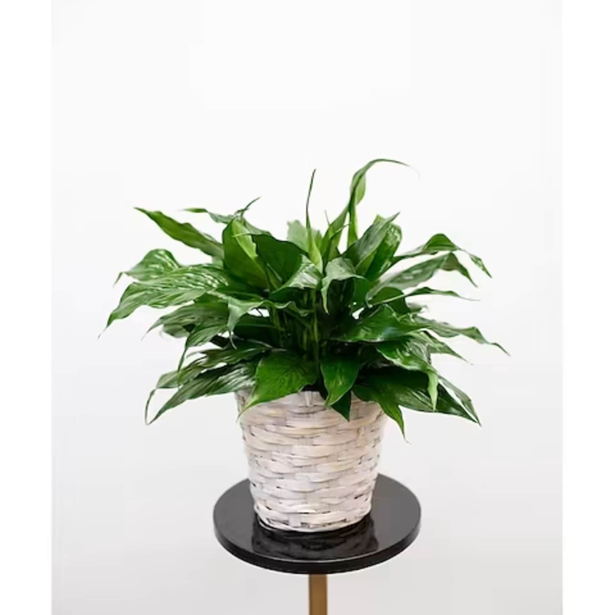 Potted green plant in a white woven basket on a stand