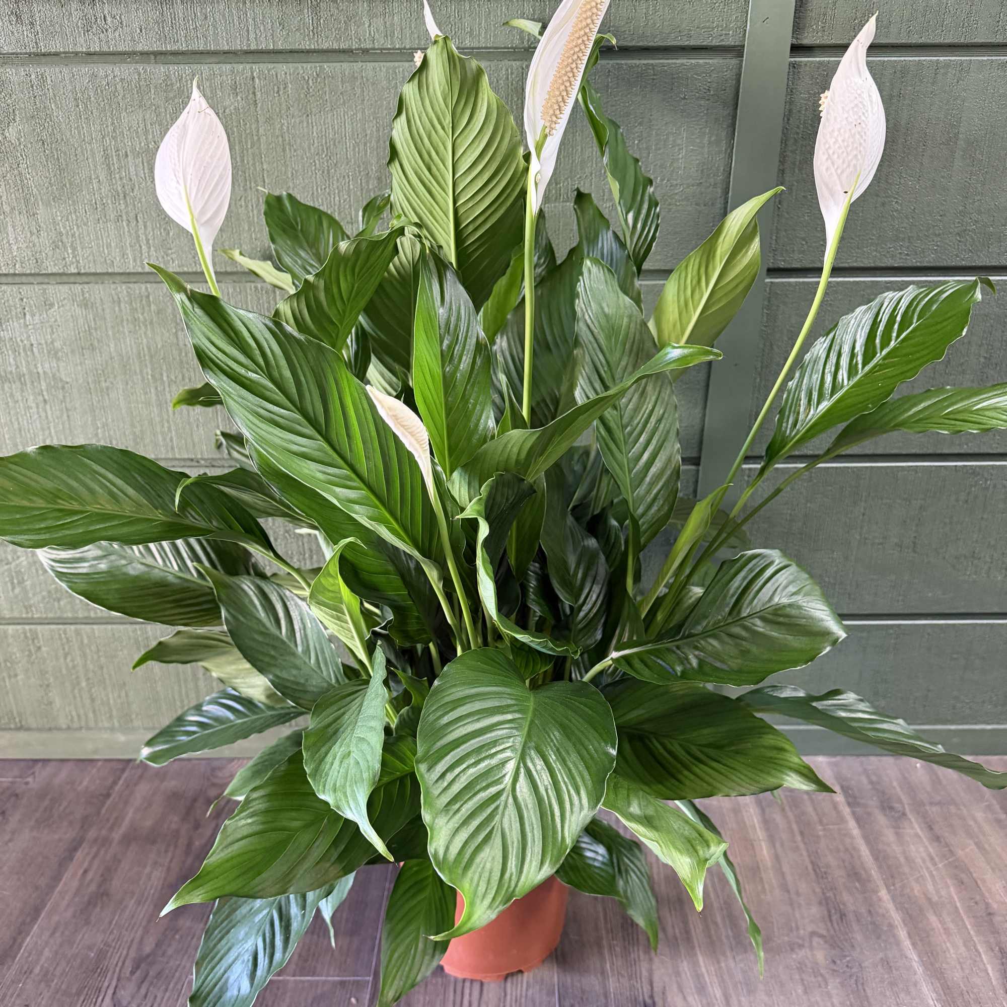 A calm, elegant peace lily plant that brings fresh green life and