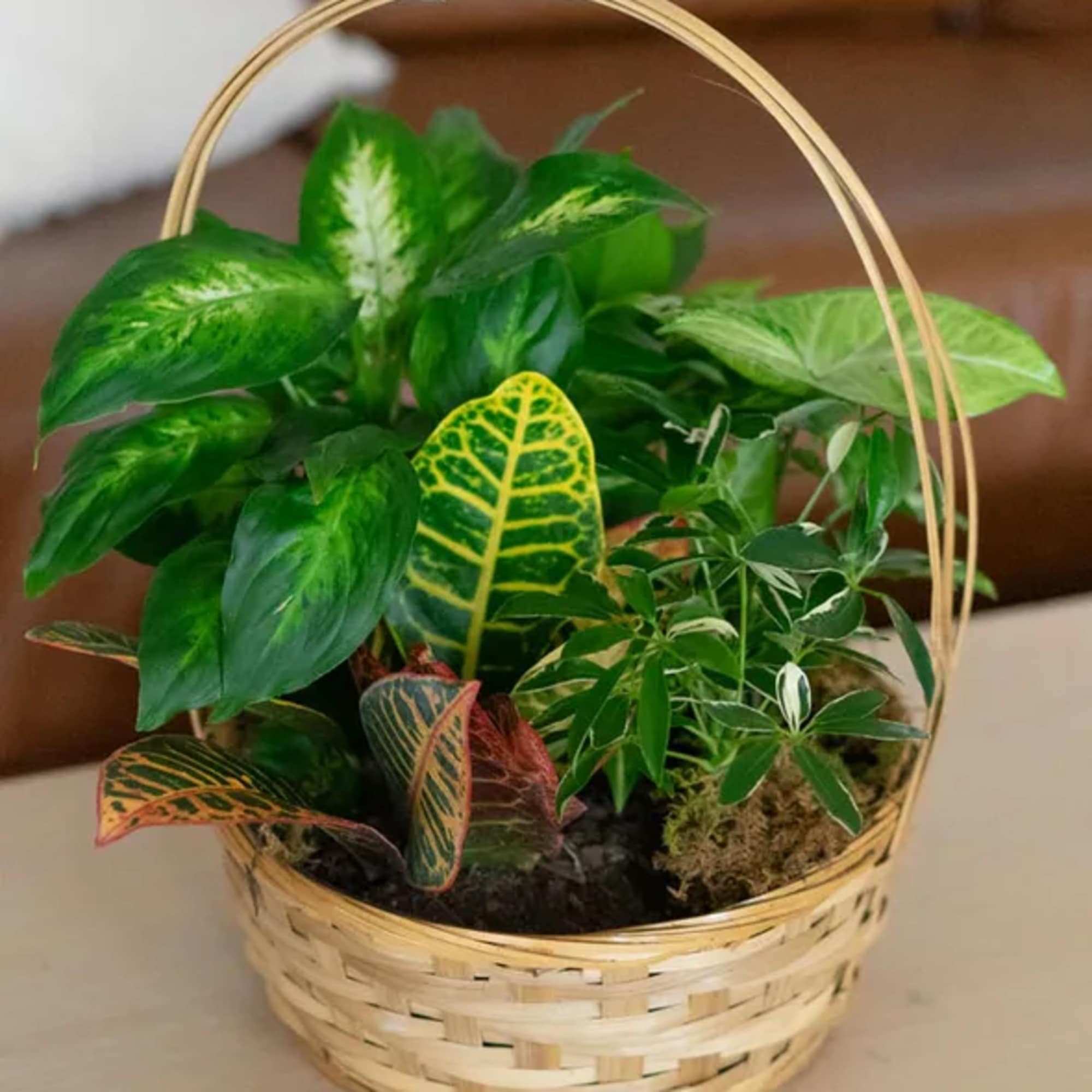 Basket of assorted green houseplants with variegated leaves