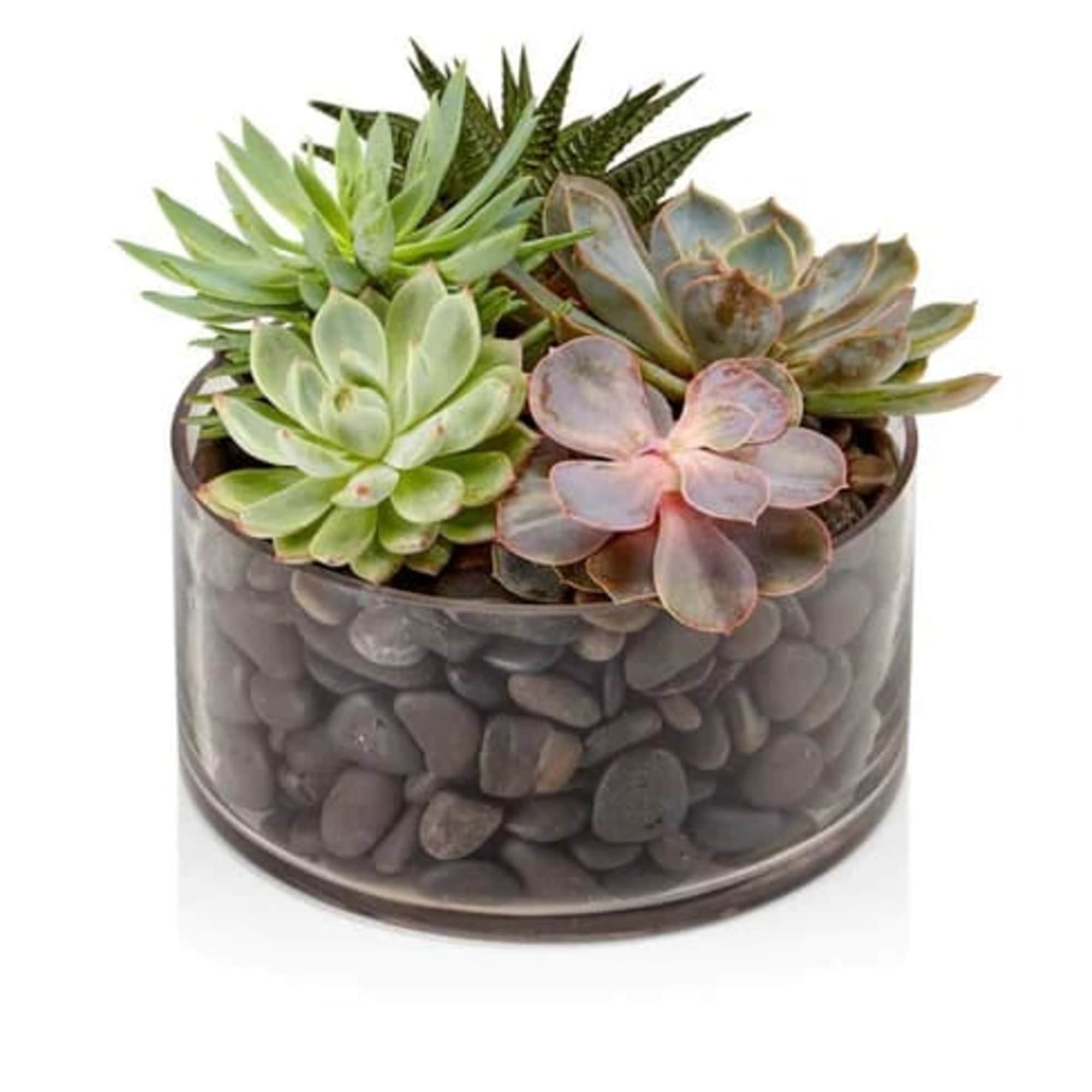 SUCCULENTS, photo 3 of 3