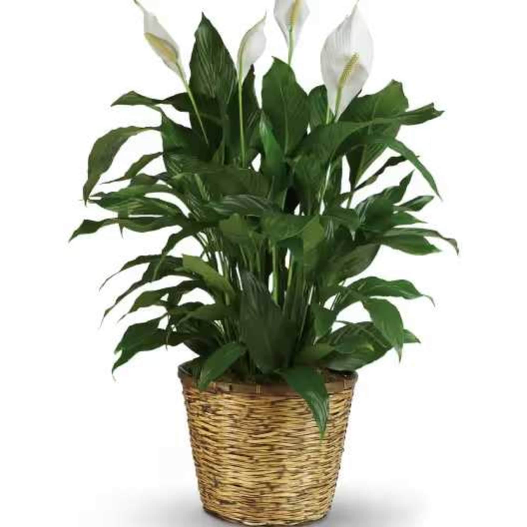 Potted peace lily plant with white blooms in a woven basket