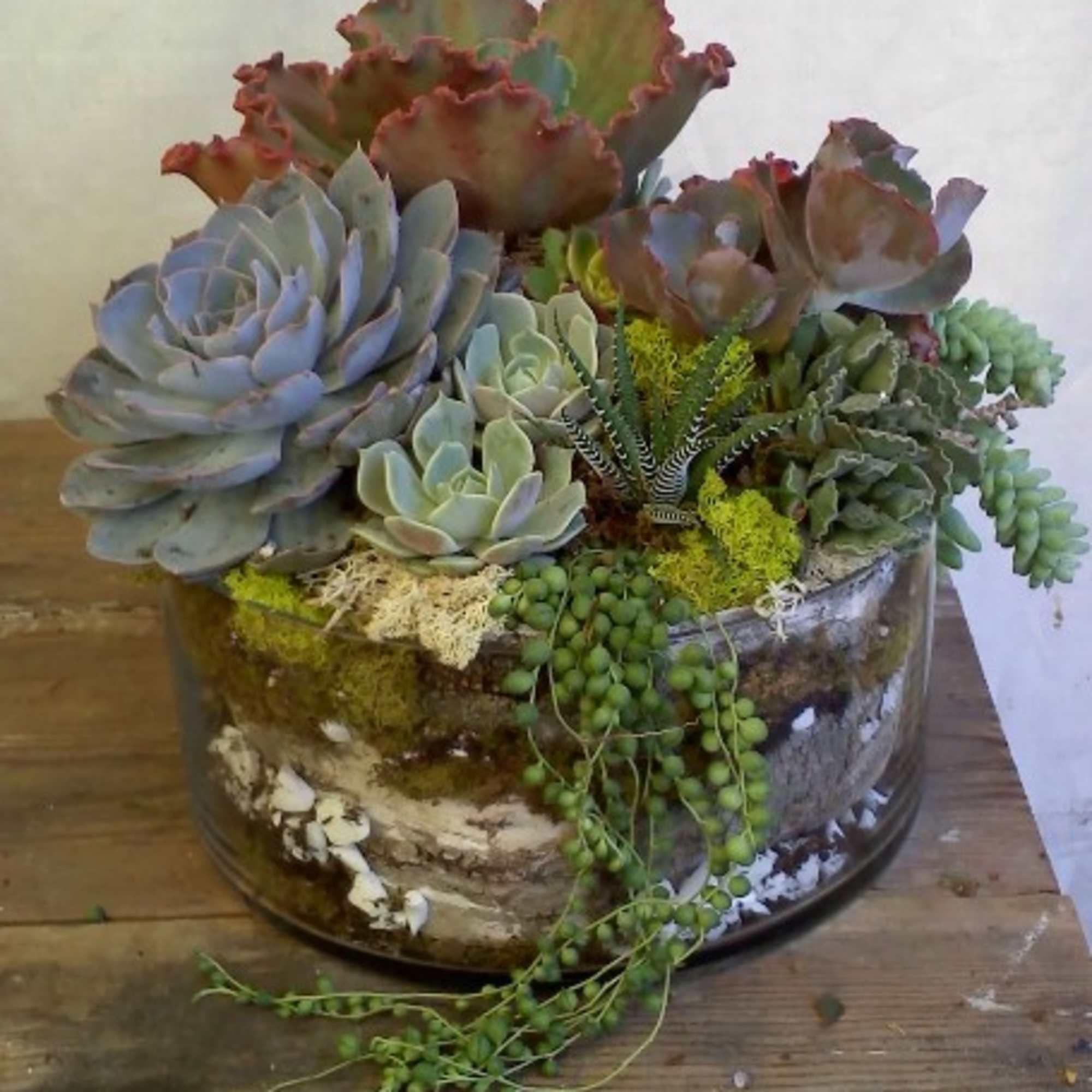 Succulent arrangement in a glass bowl with trailing string-of-pearls