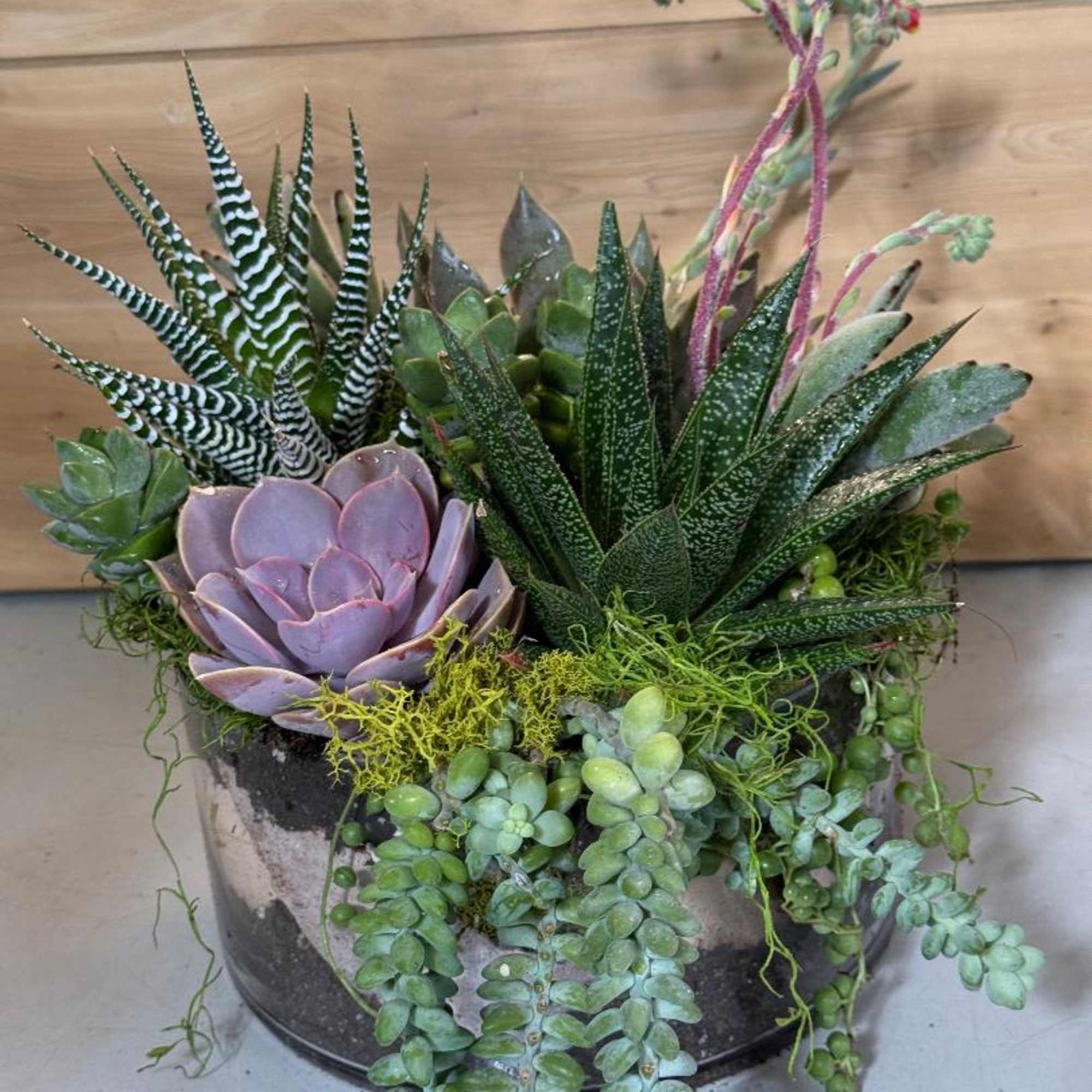 A sculptural cluster of succulents arranged in a clear glass bowl makes