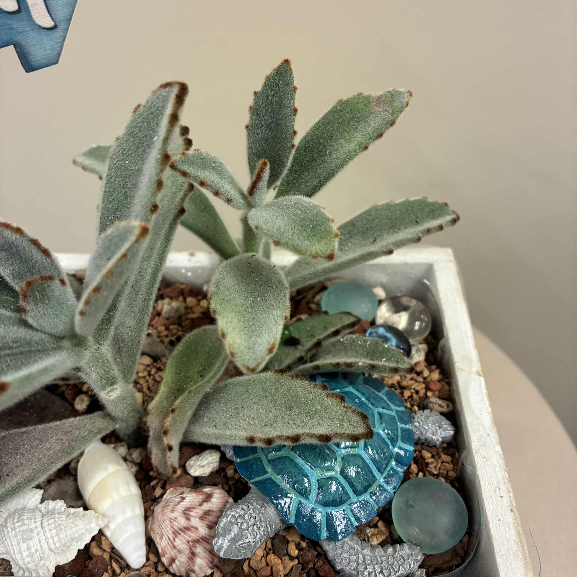 Potted succulent arrangement in a white square planter with decorative shells and glass stones