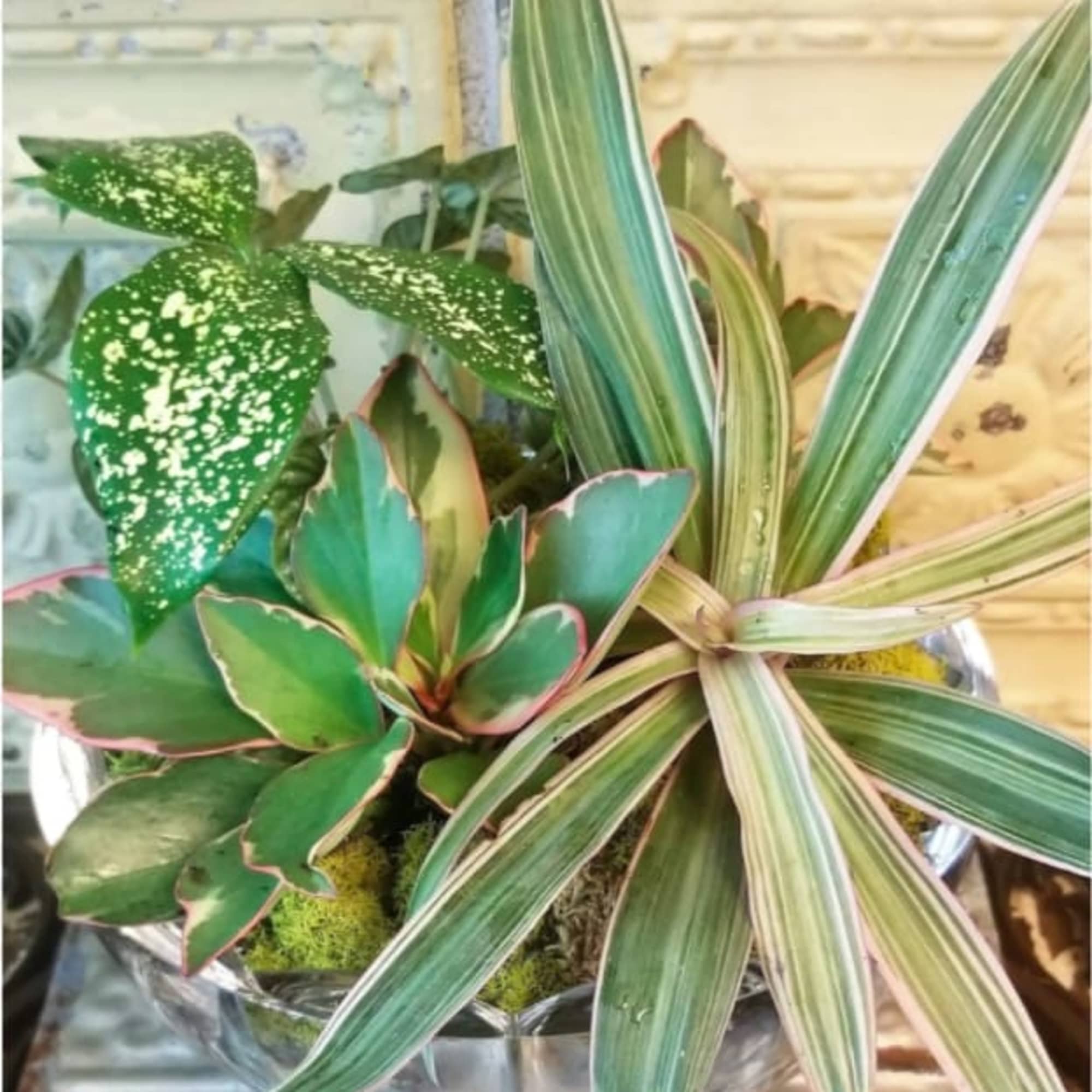 Potted arrangement of assorted green houseplants in a clear container