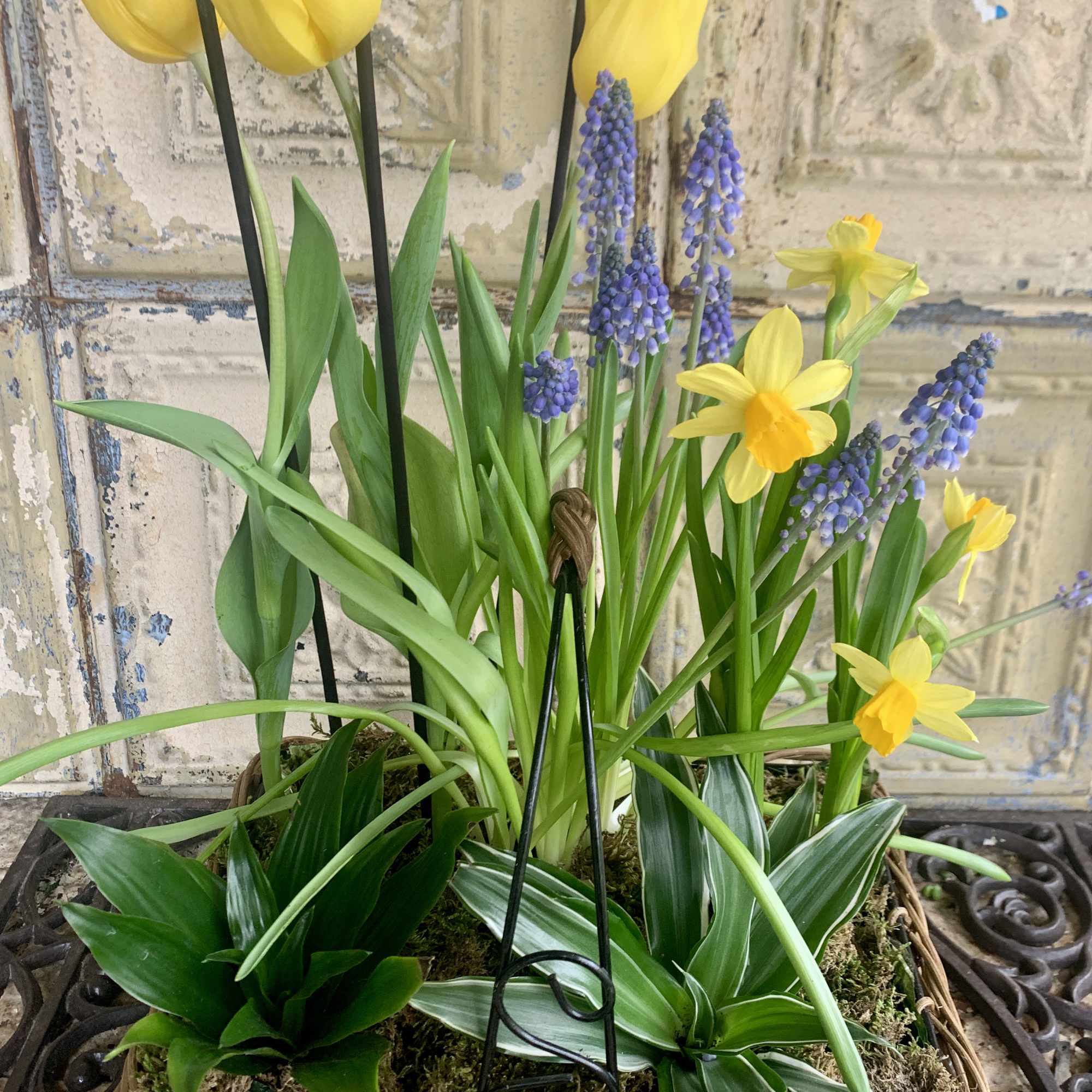 Yellow tulips and daffodils in a wicker basket with purple grape hyacinths