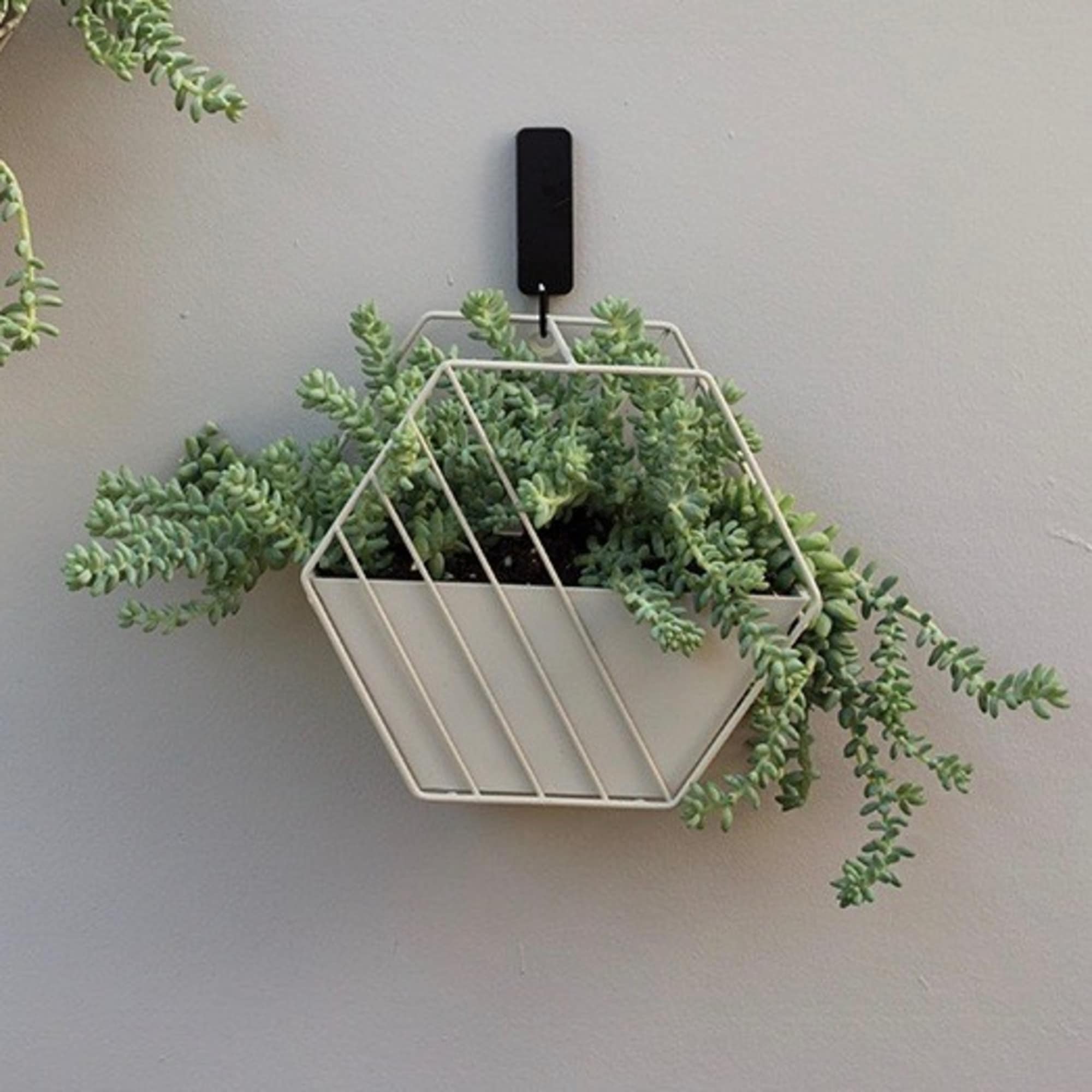 Trailing succulent plant in a geometric wall planter