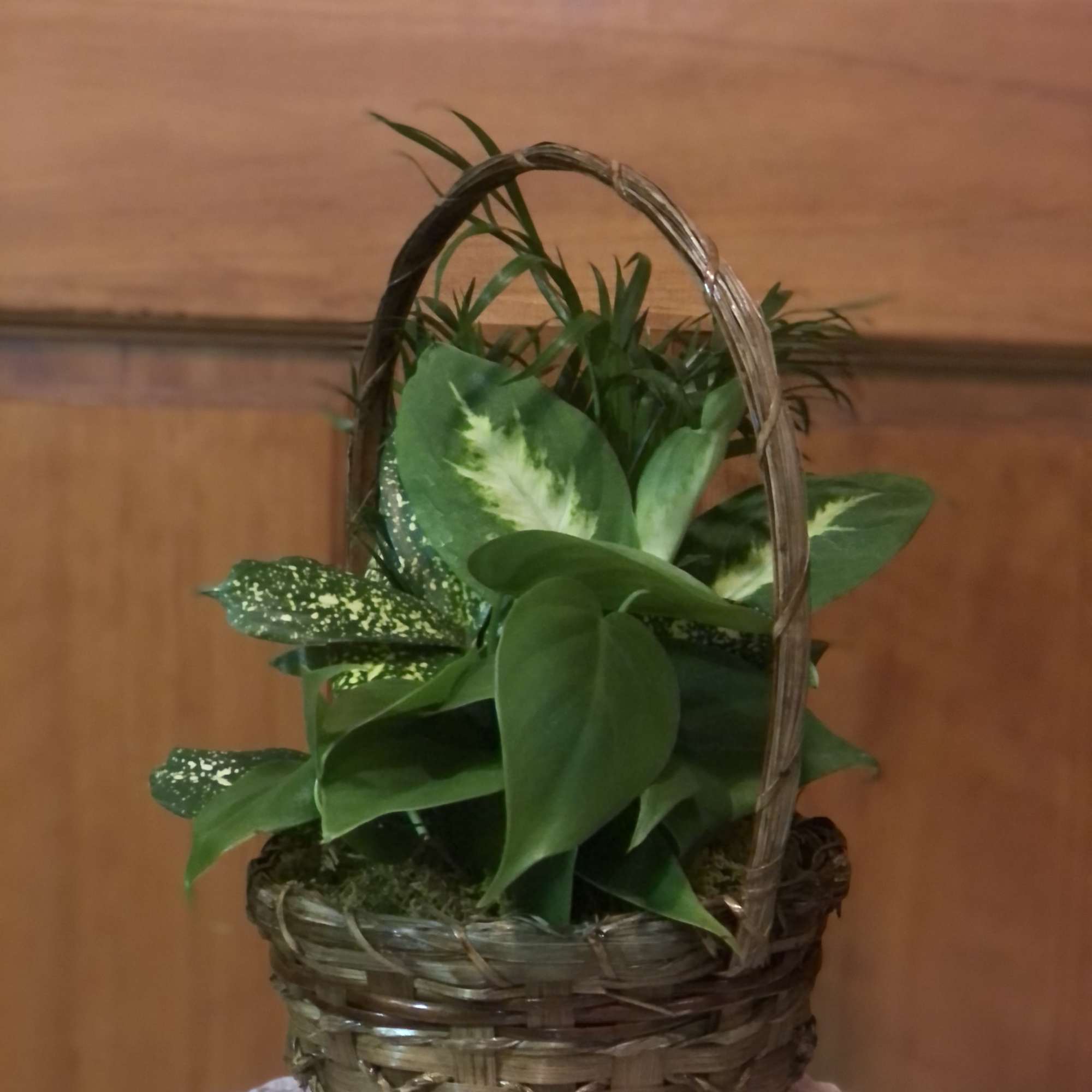 Green potted plant in a woven basket with a handle