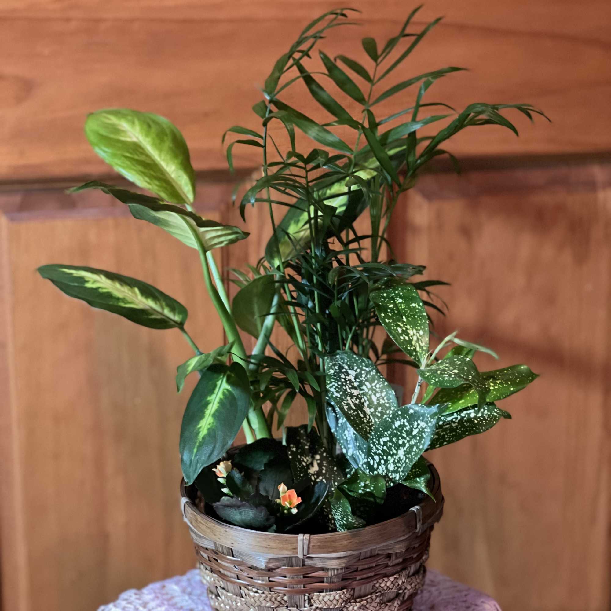Potted mixed houseplants in a woven basket