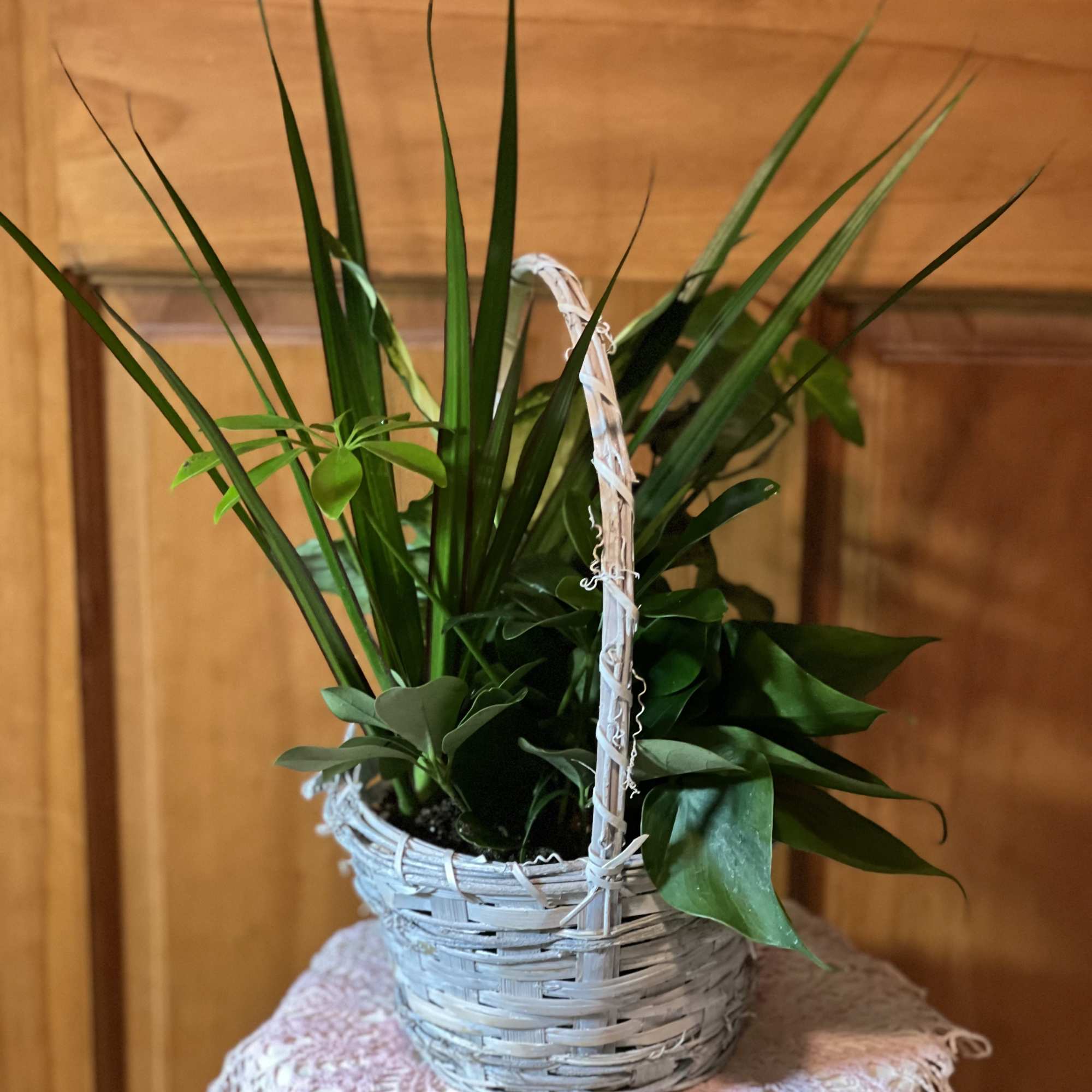 Potted green houseplant in a white wicker basket