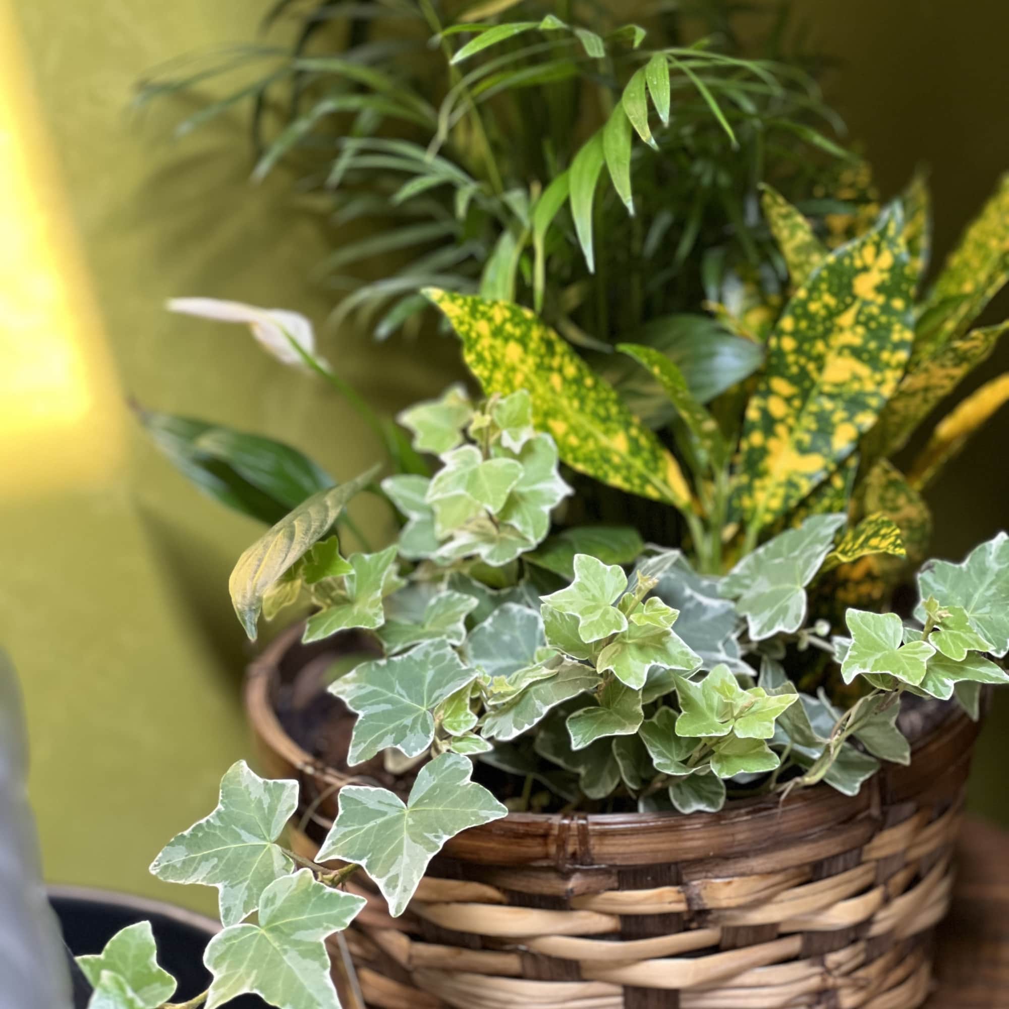 Our Blooming Basket is just the right size for tabletop or coffee, photo 4 of 6