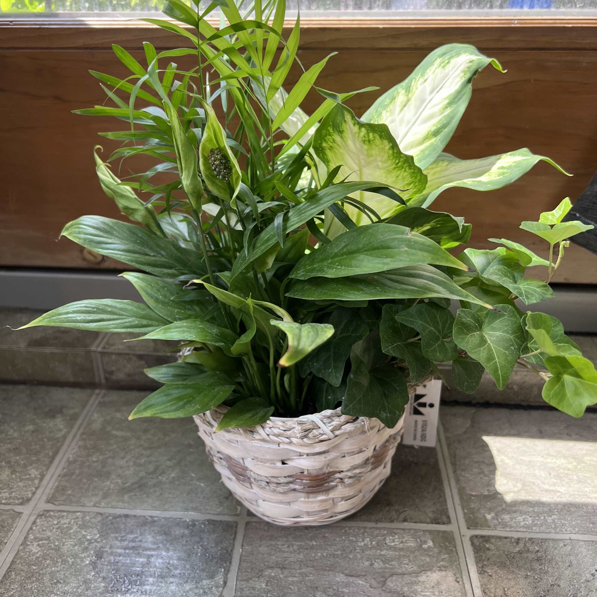 Potted green houseplant arrangement in a woven basket