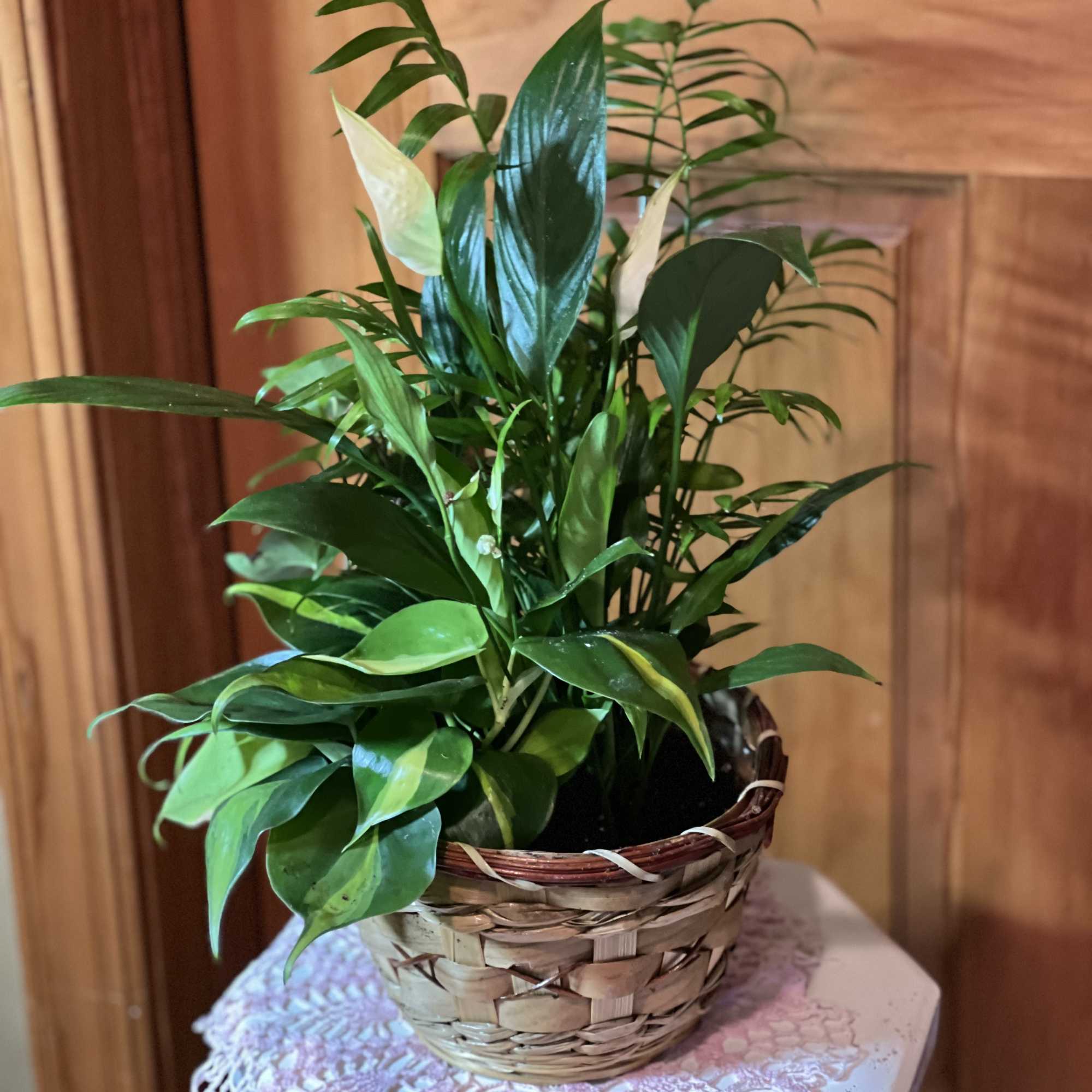 Potted green houseplant in a woven basket