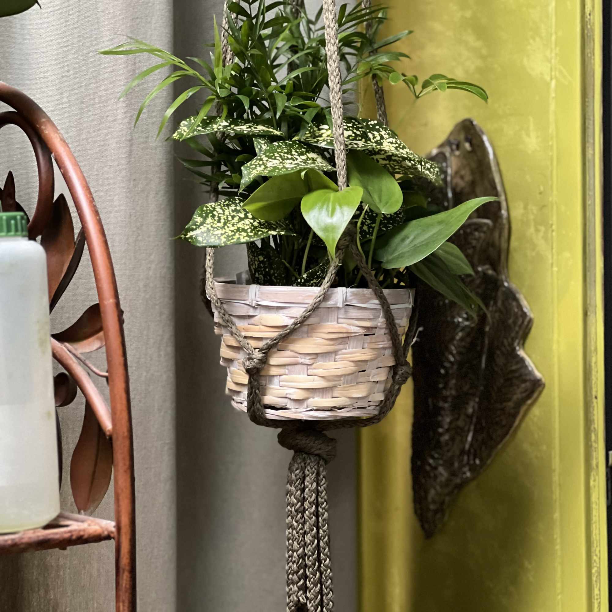Hanging woven basket planter with assorted green houseplants