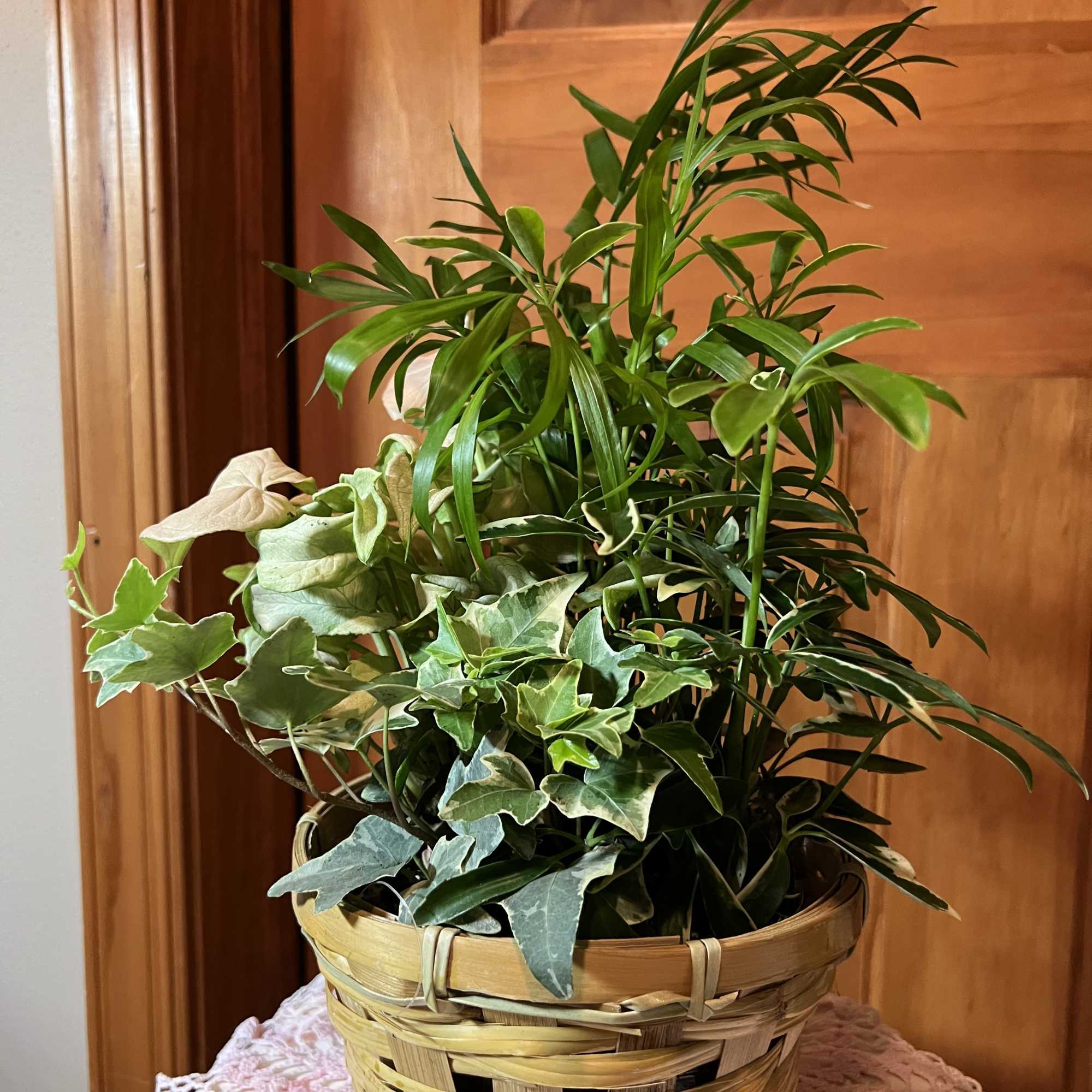Our Wicker Planter starts with a 6" basket with a florist assortment, photo 2 of 9