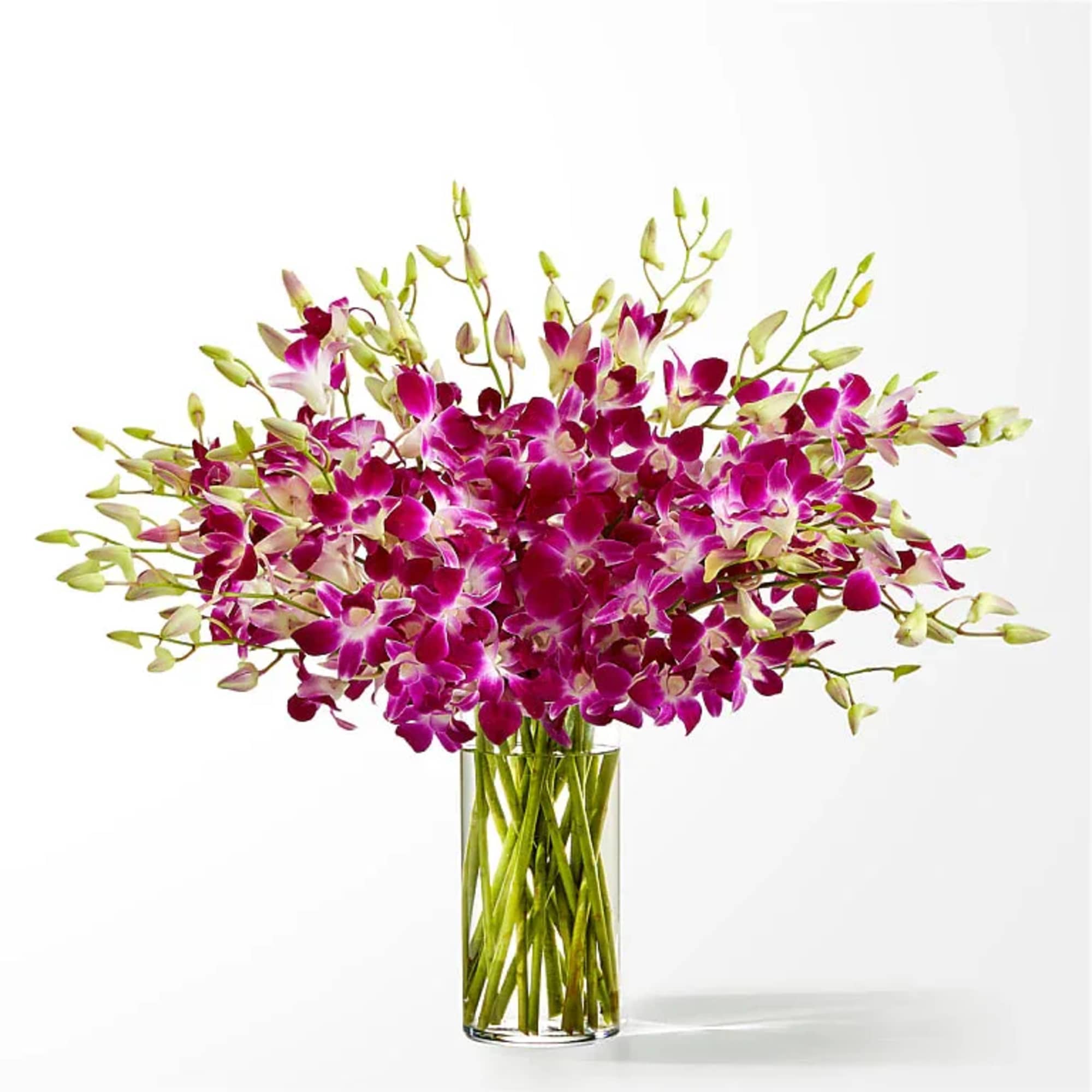 Magenta orchids arranged in a clear glass vase