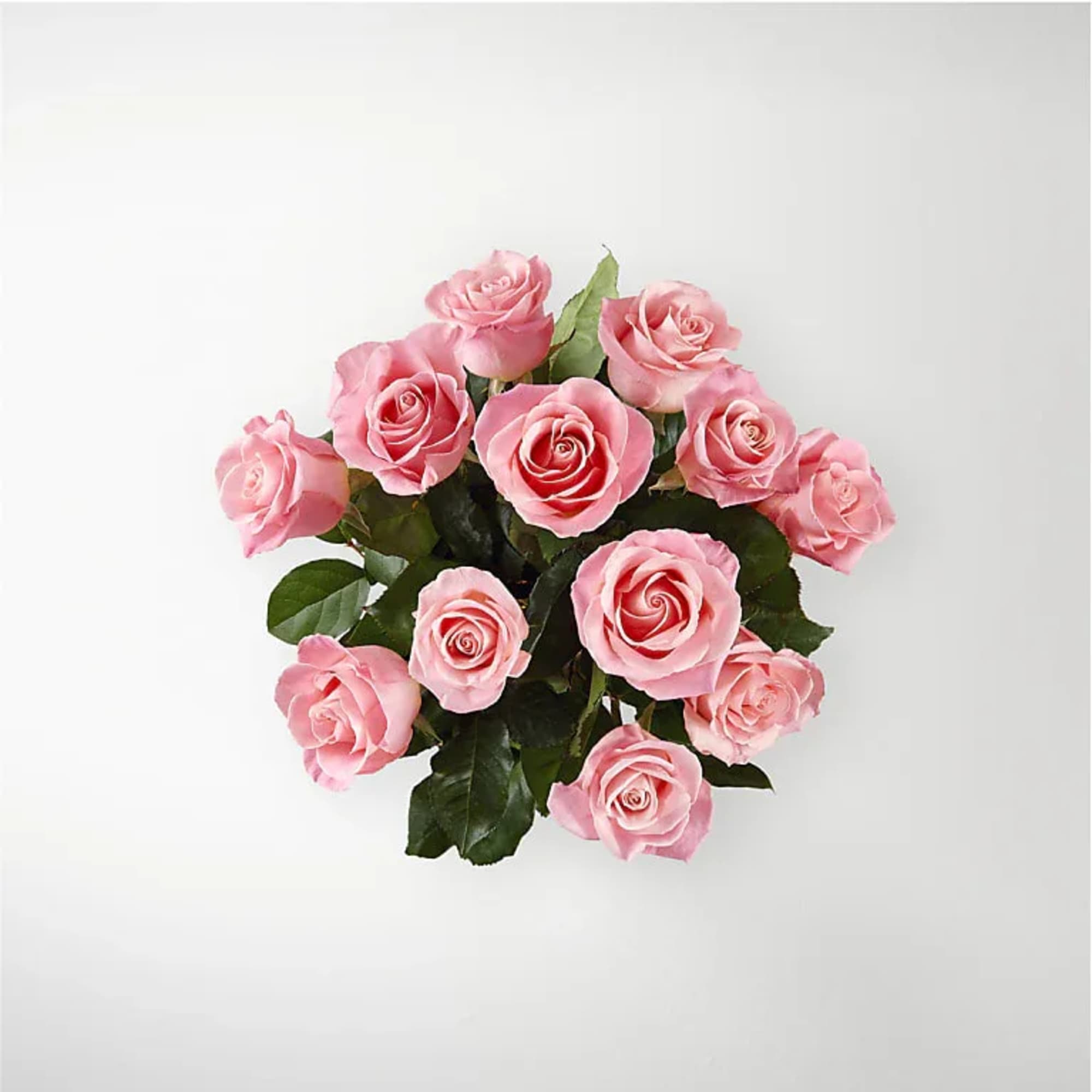 Bouquet of pink roses with dark green foliage
