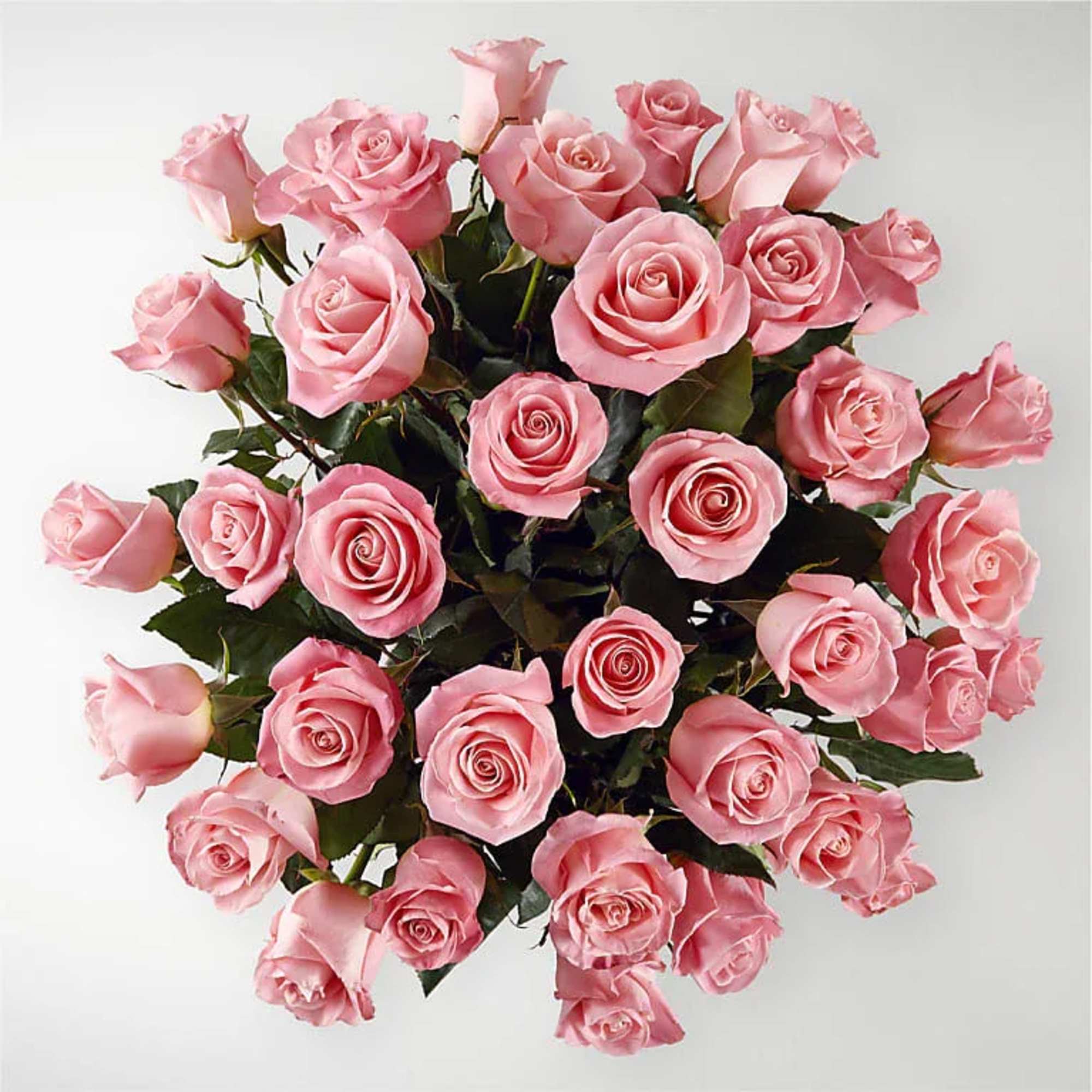Bouquet of pink roses with dark green foliage