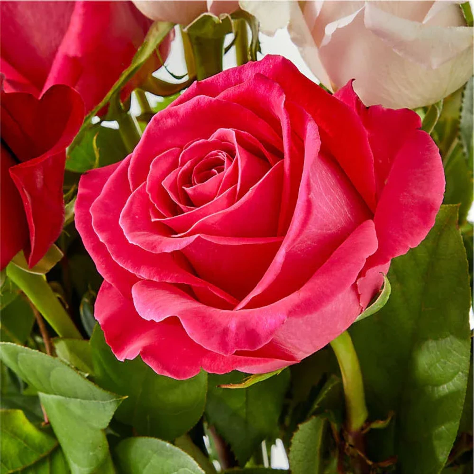 Close-up of a bright pink rose bloom with surrounding roses