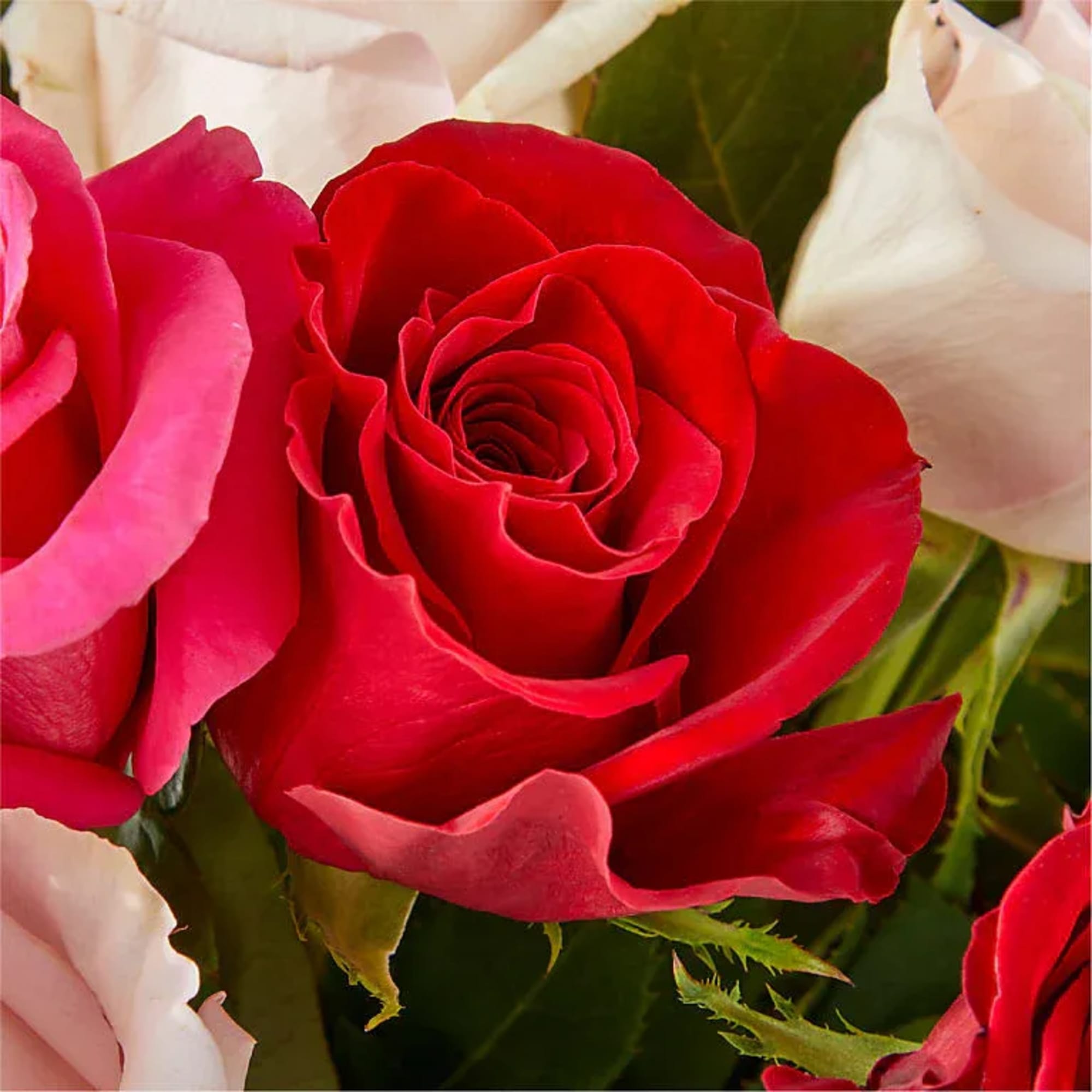 Close-up bouquet of red, pink, and white roses