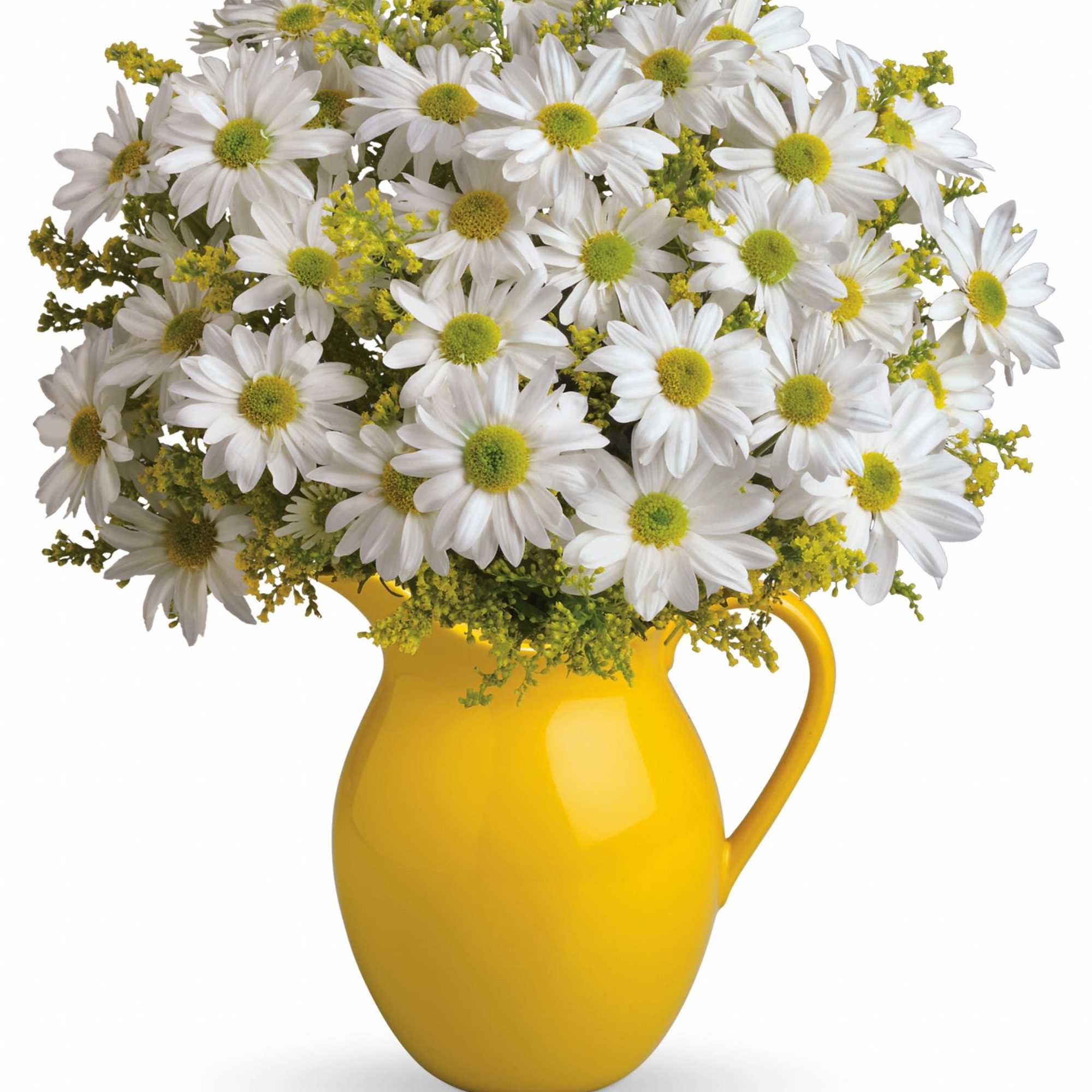 White daisies in a yellow pitcher vase