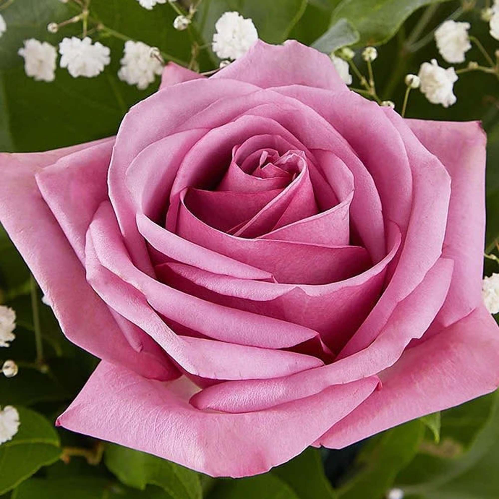 Close-up of a pink rose with small white filler flowers