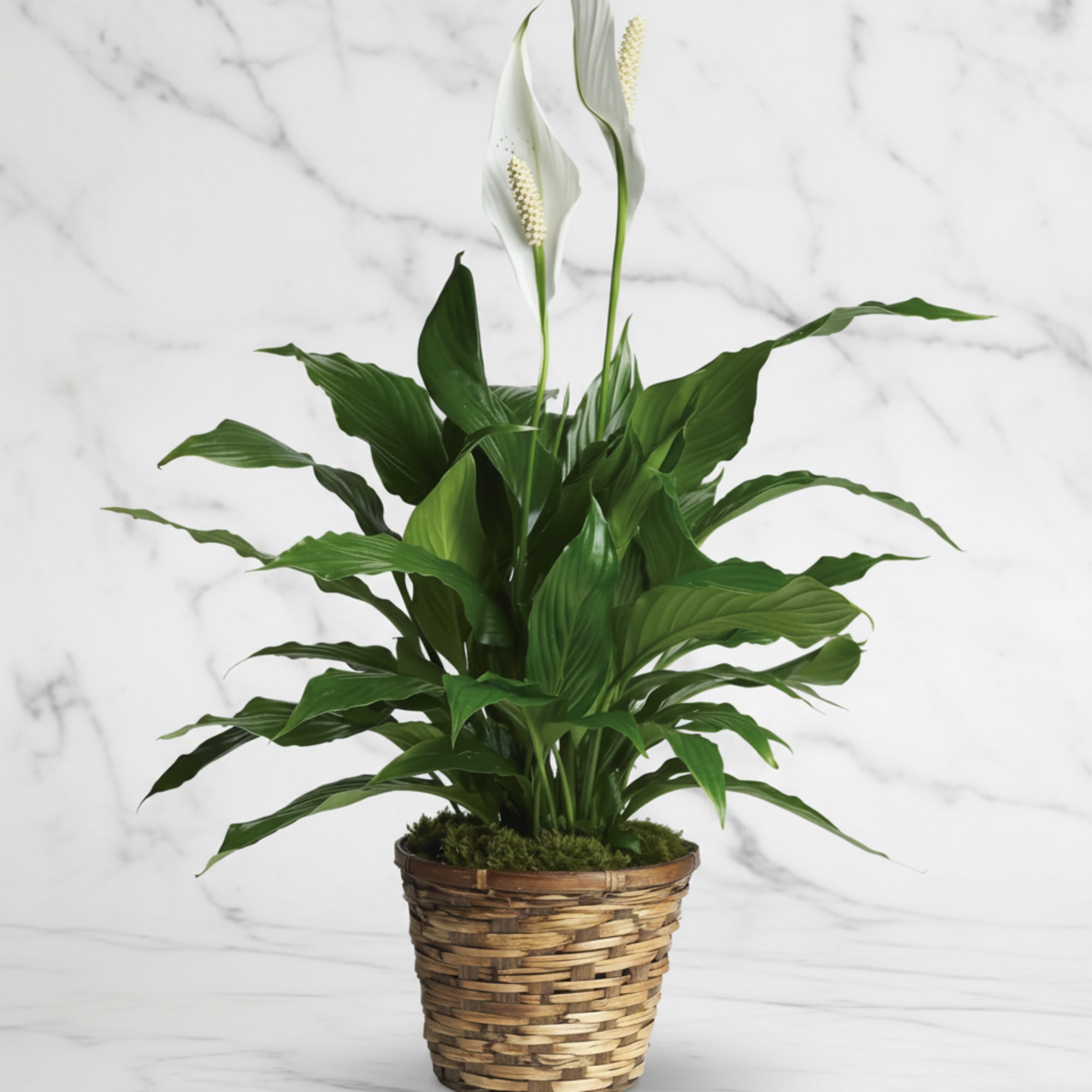 White calla lilies in a woven basket planter with broad green leaves