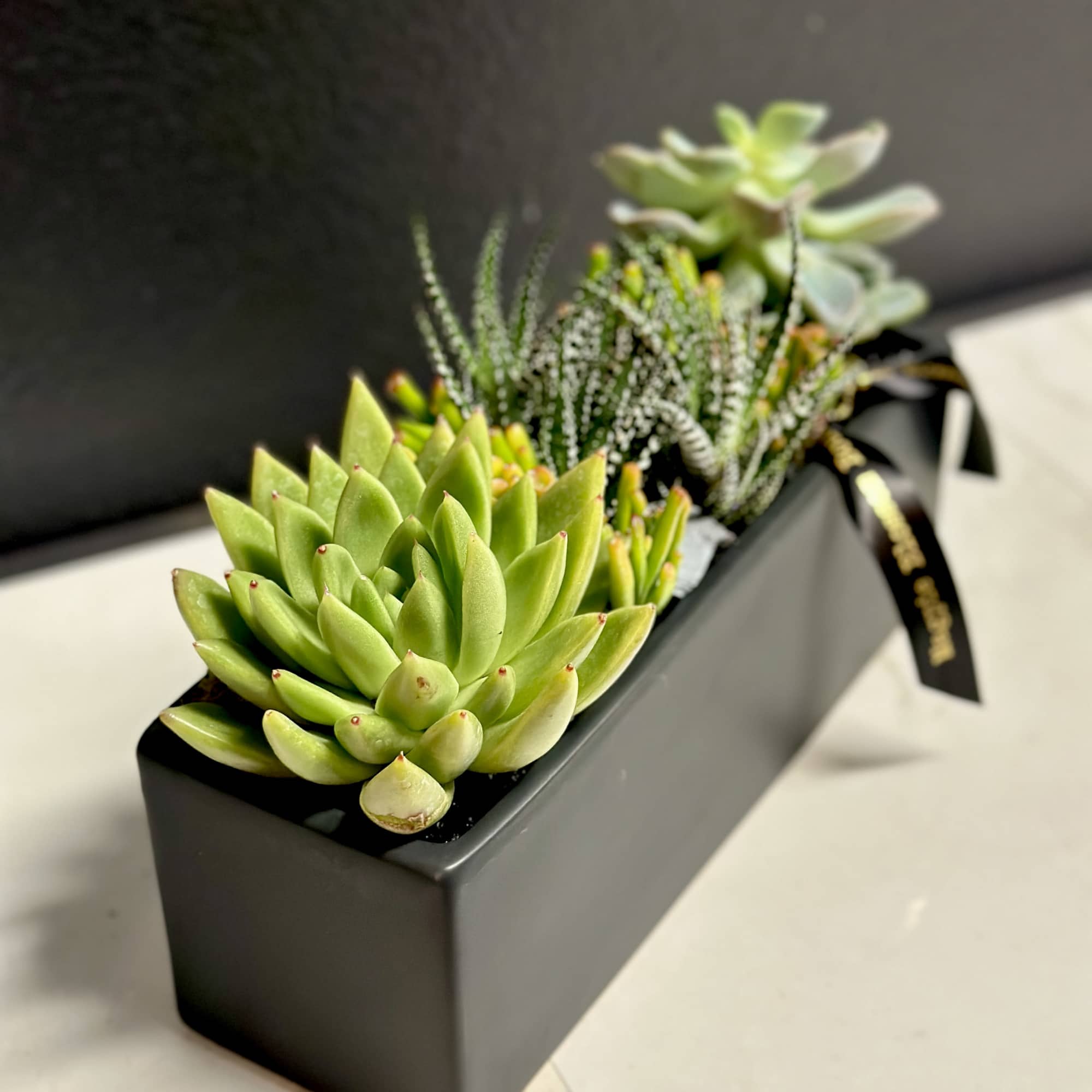 Succulent arrangement in a black rectangular planter