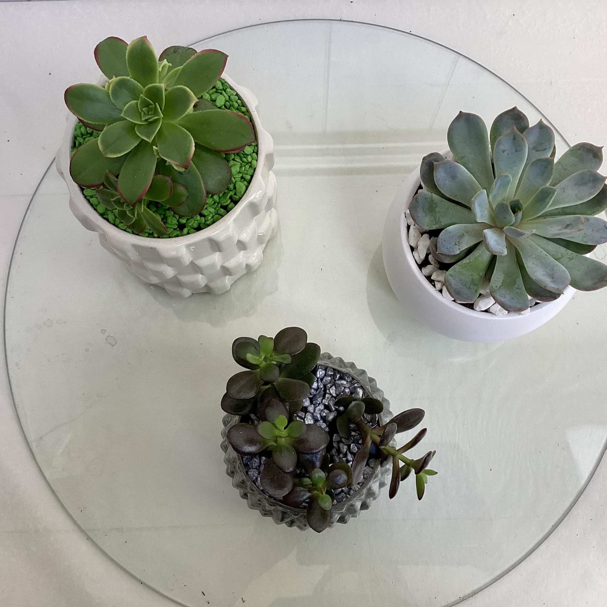 Three small potted succulents arranged on a round glass table