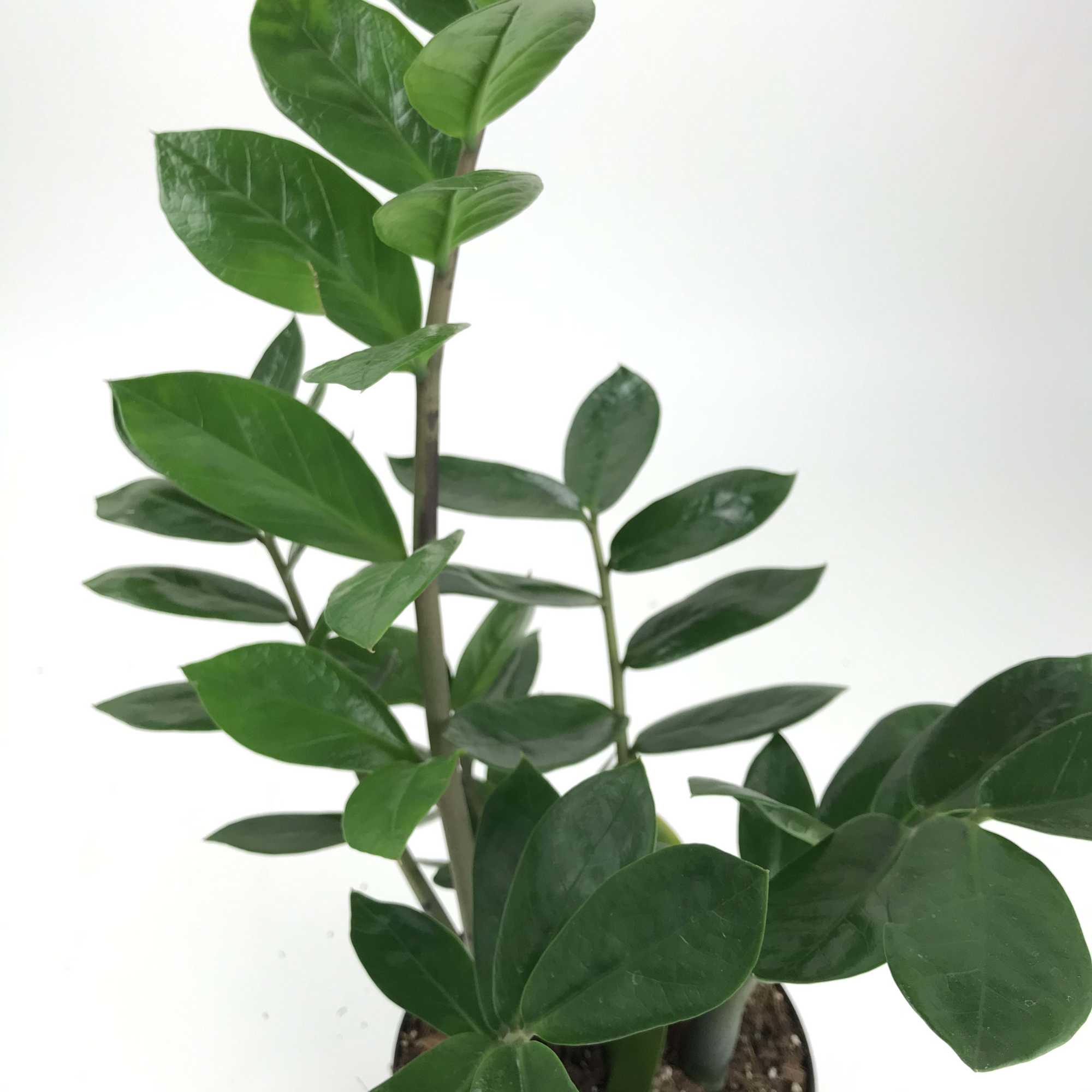 Potted green ZZ plant with glossy oval leaves
