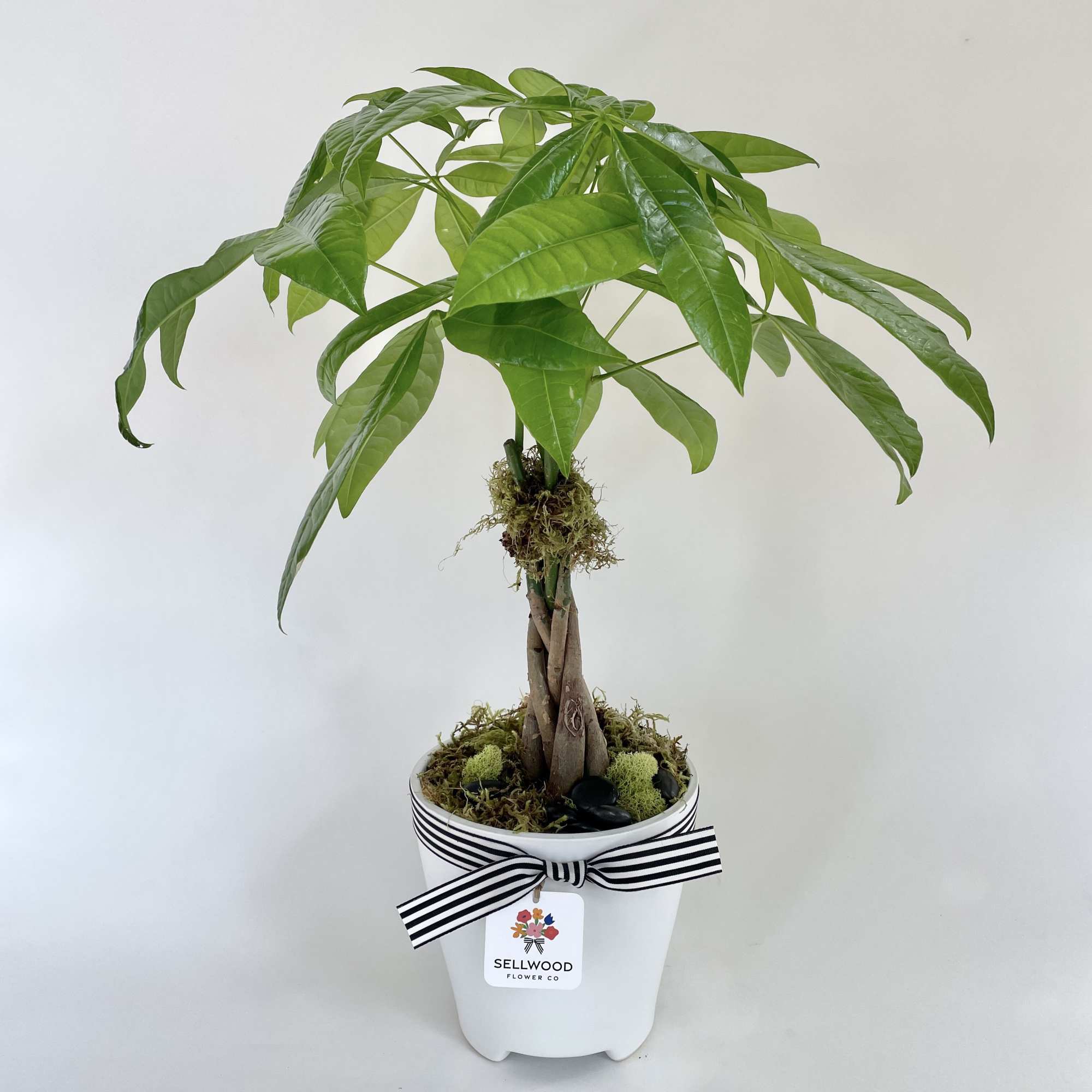 Potted money tree plant in a white container with a striped ribbon
