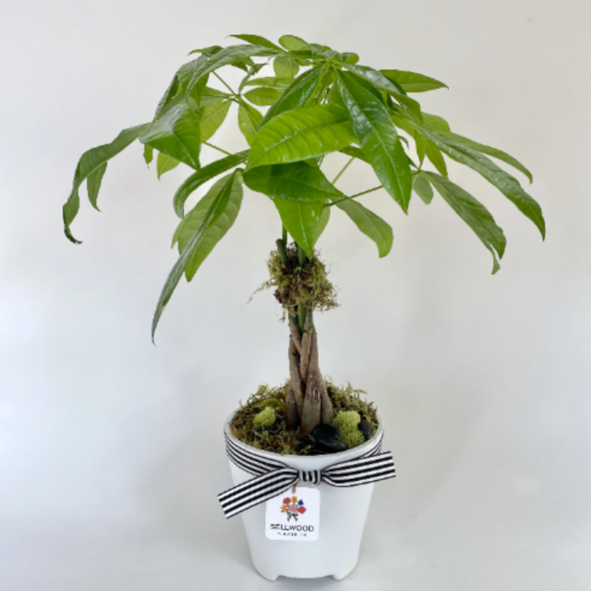Potted money tree plant with a striped ribbon around the pot