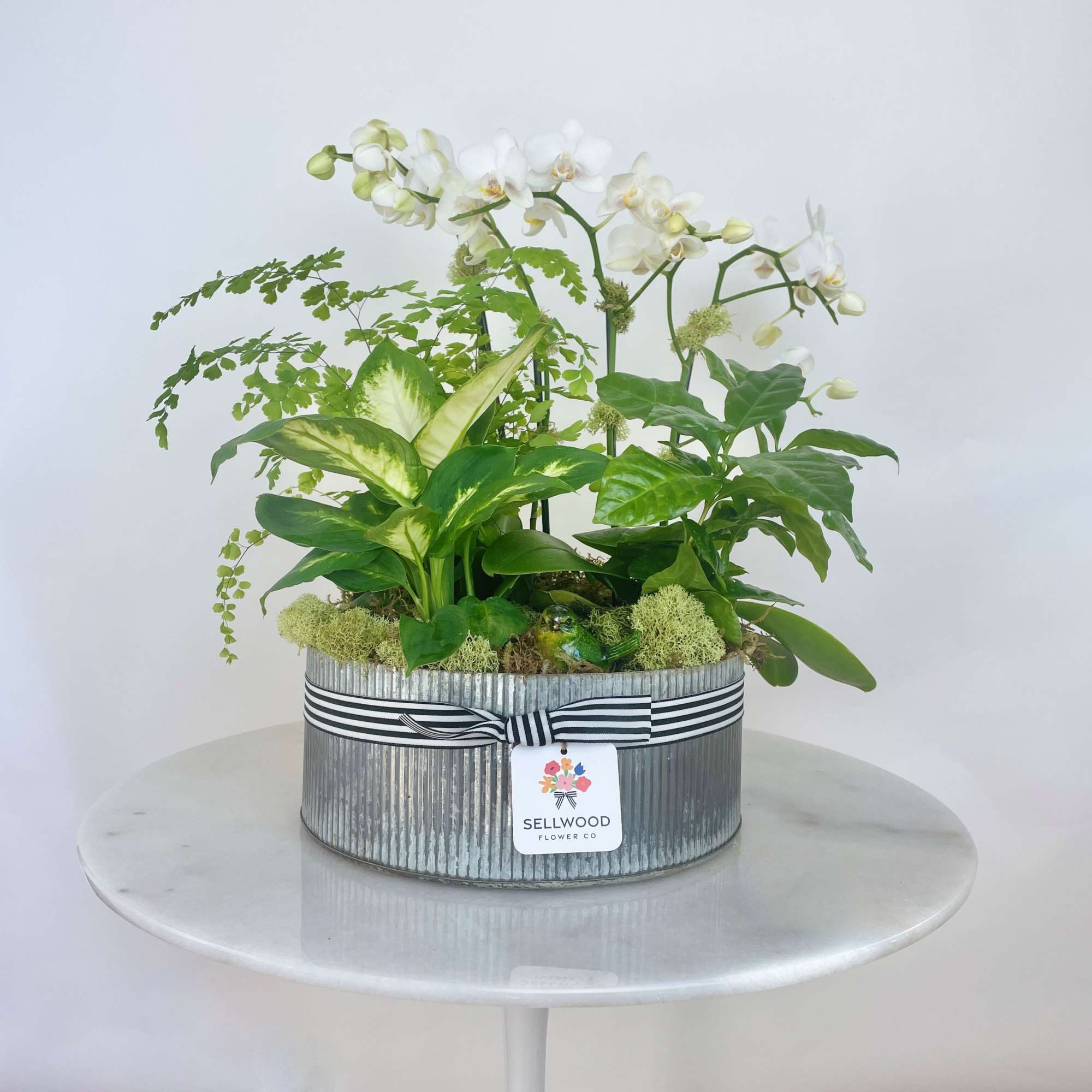 White orchids and green plants arranged in a striped metal container
