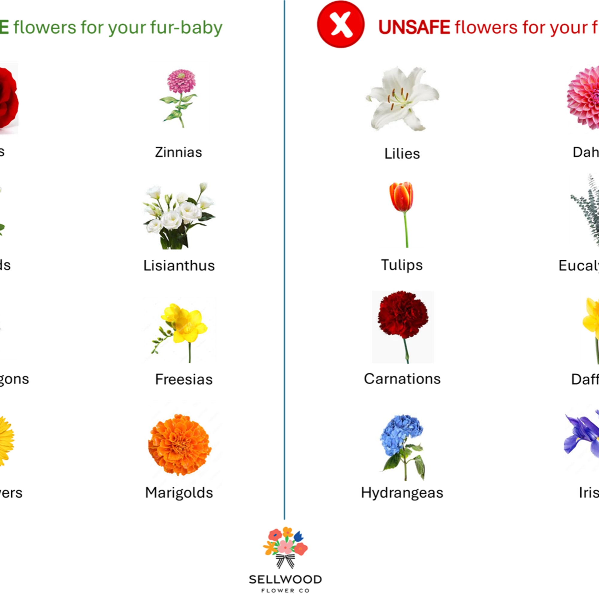 Want to have / send a bouquet that is pet safe? We've