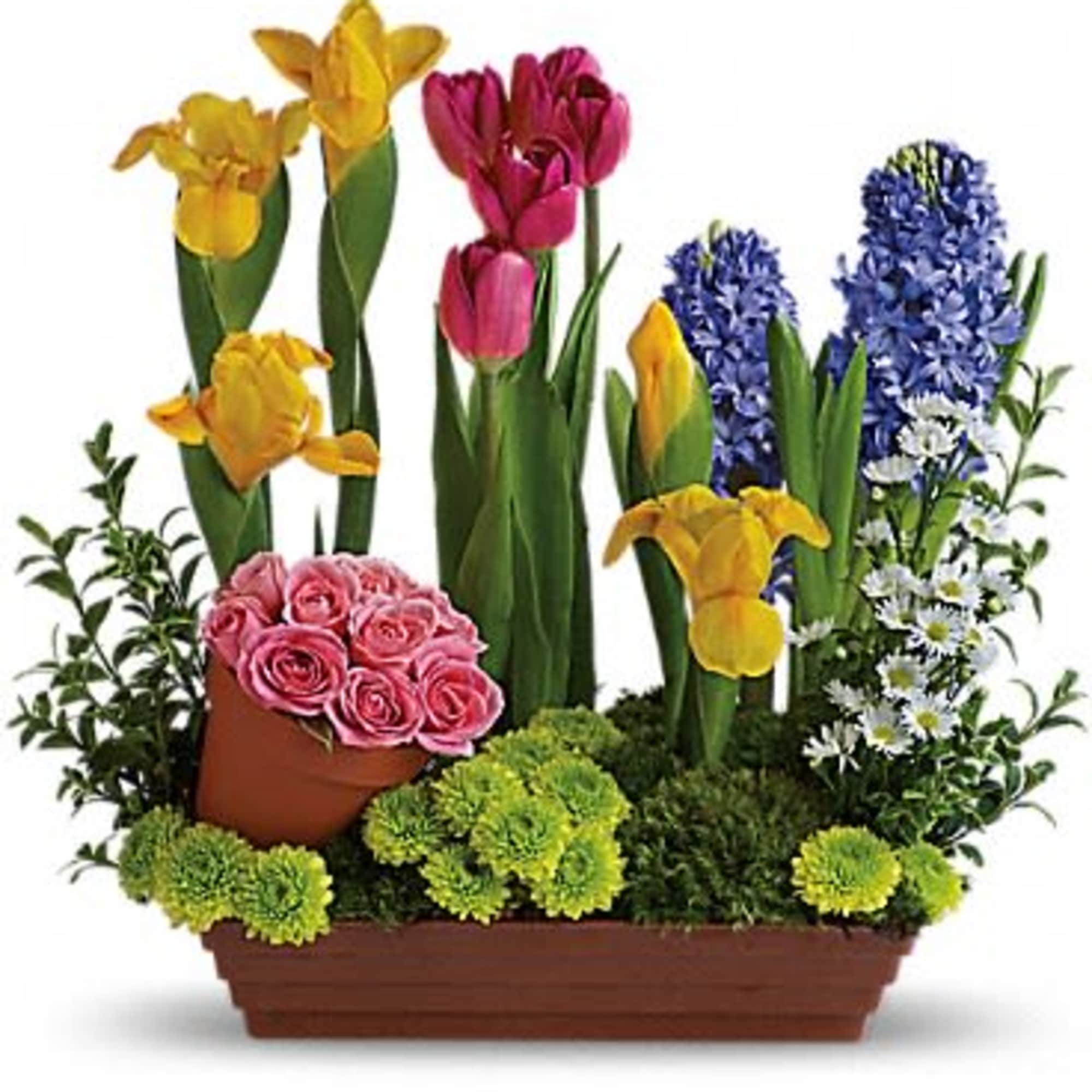 With beautiful blossoms (not bulbs) like this, is it any wonder that