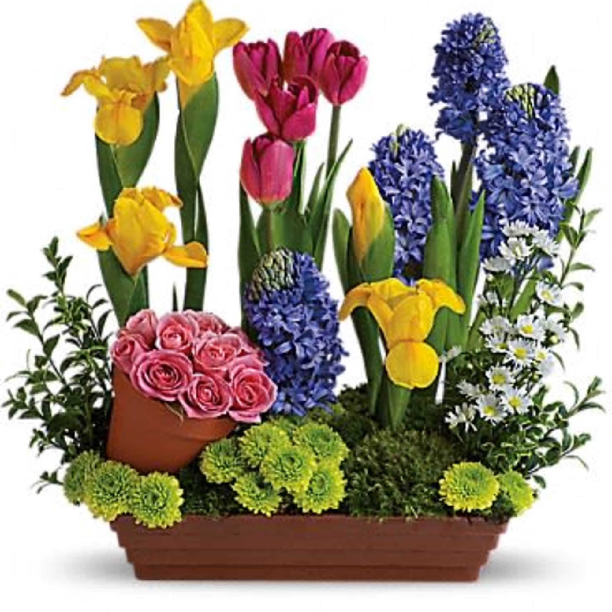 With beautiful blossoms (not bulbs) like this, is it any wonder that